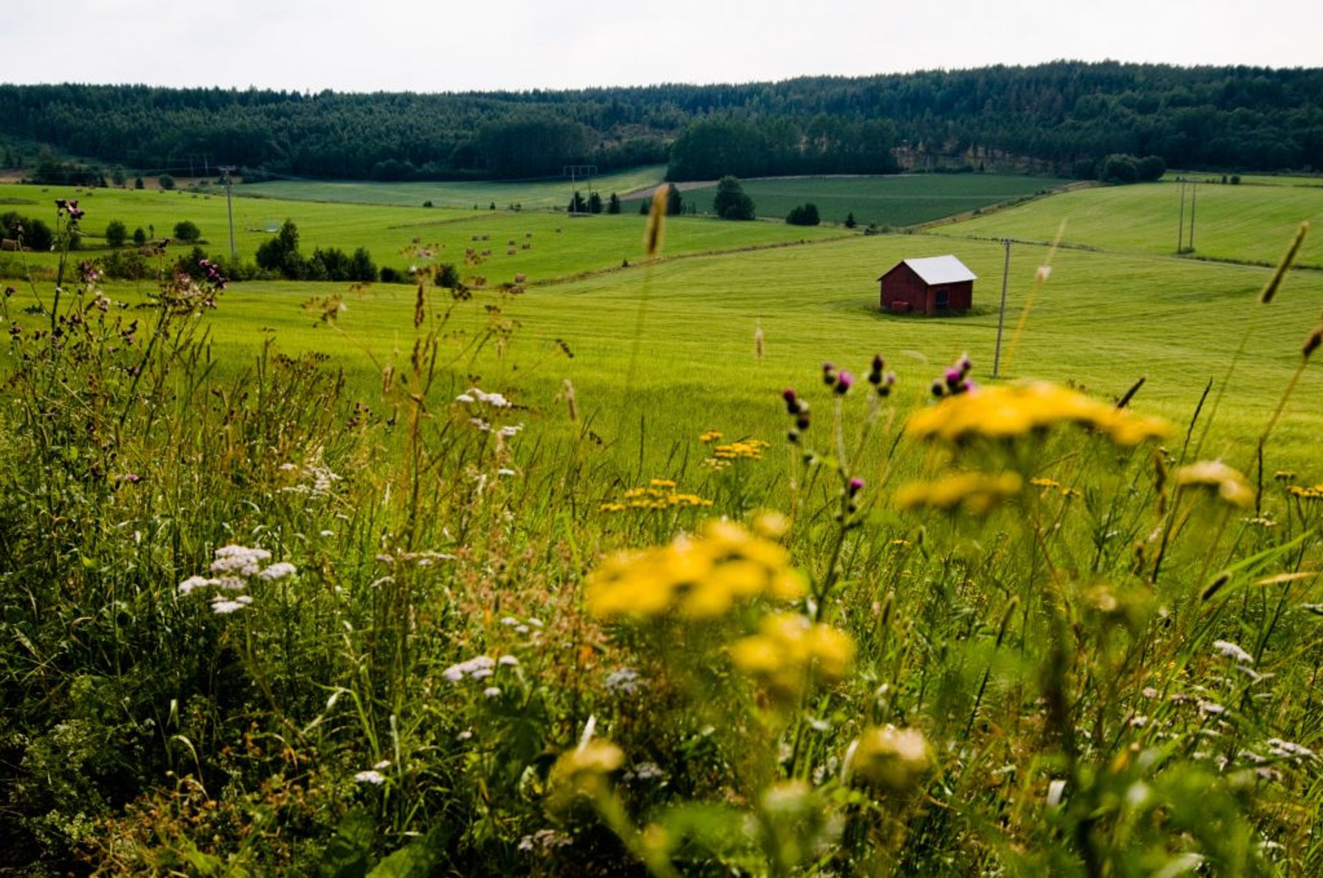 Rural agricultural land in Sweden.