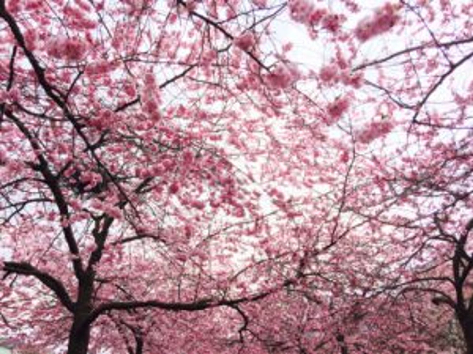 Close up of pink cherry blossom trees.