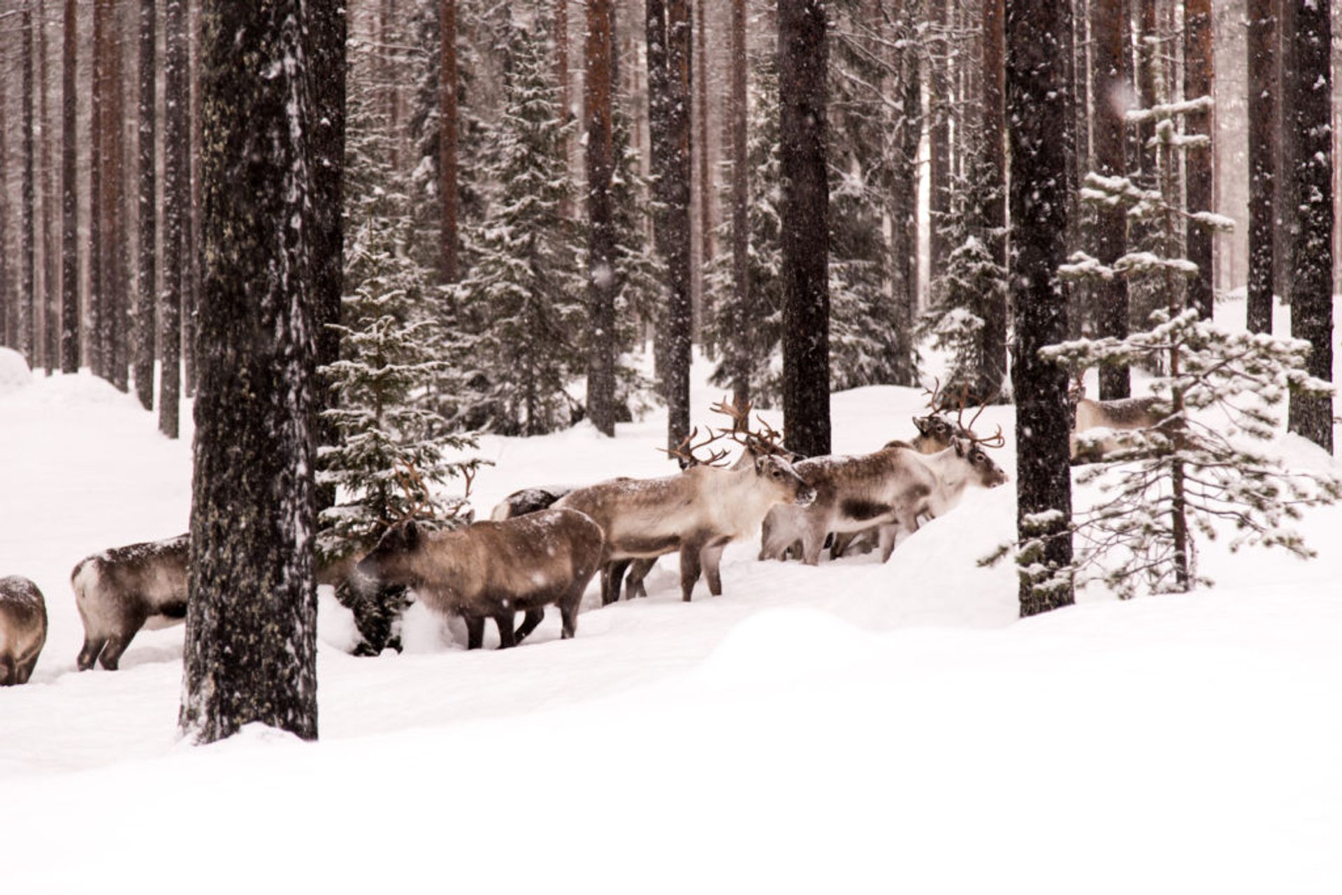 dog sledding