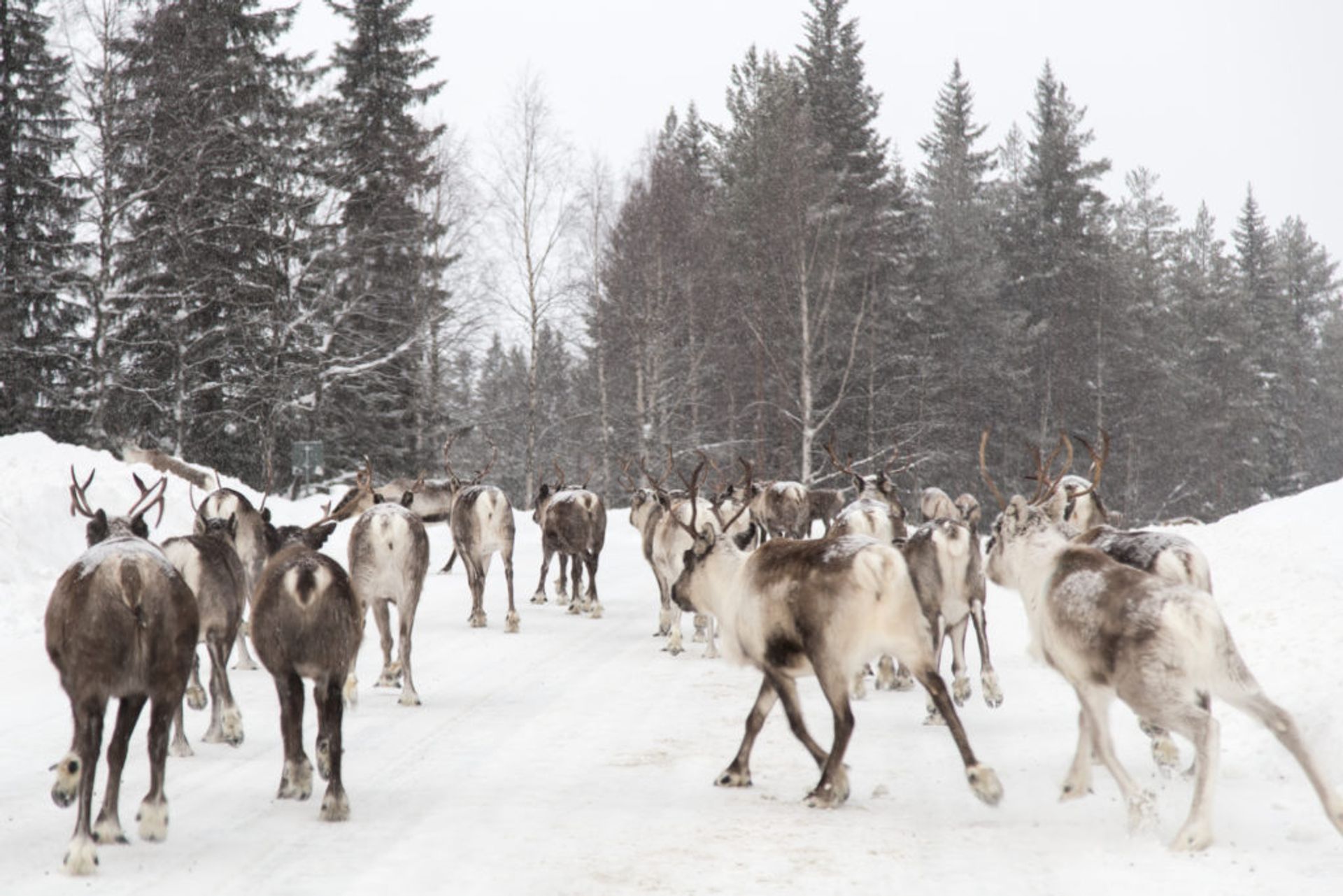 dog sledding