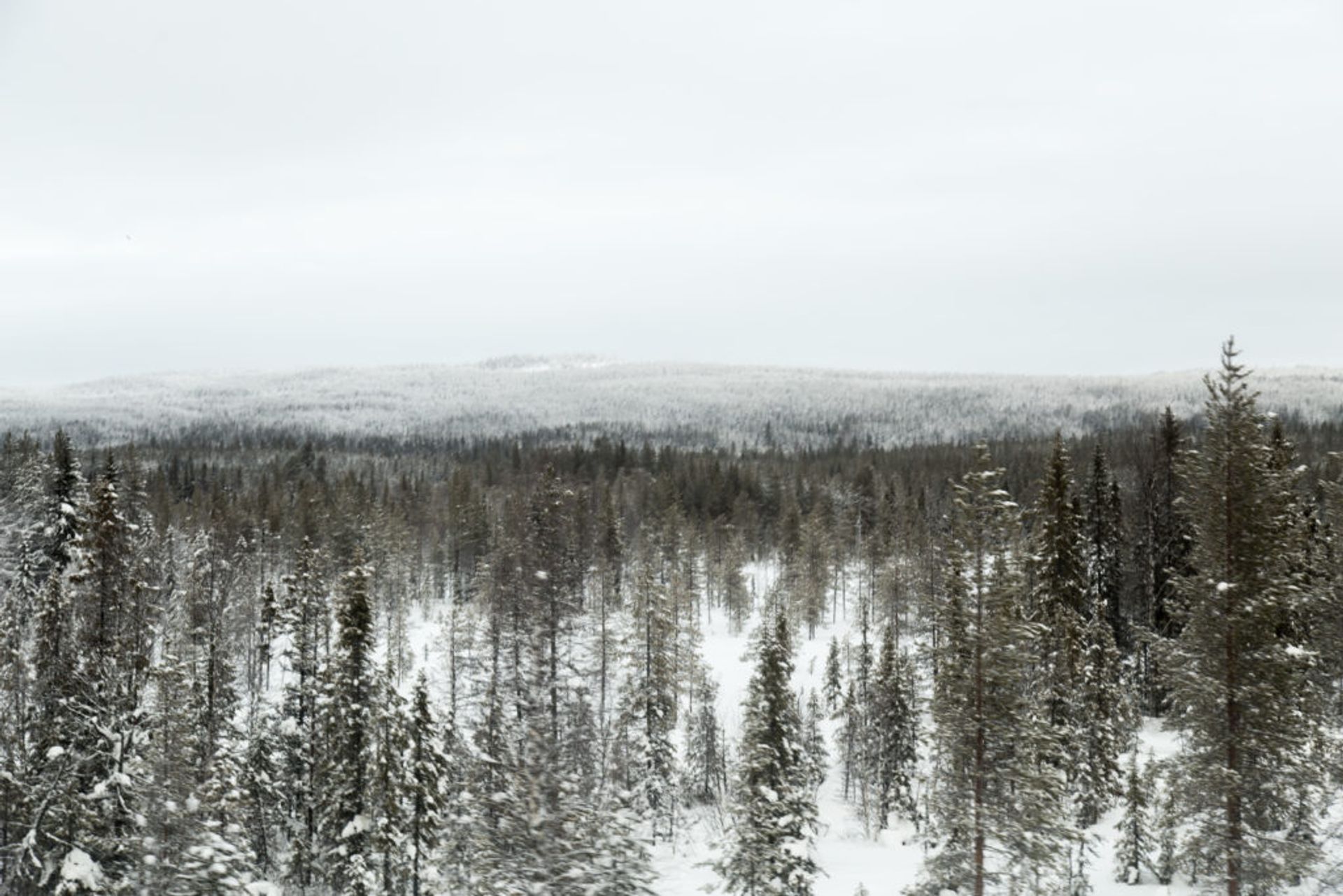 dog sledding