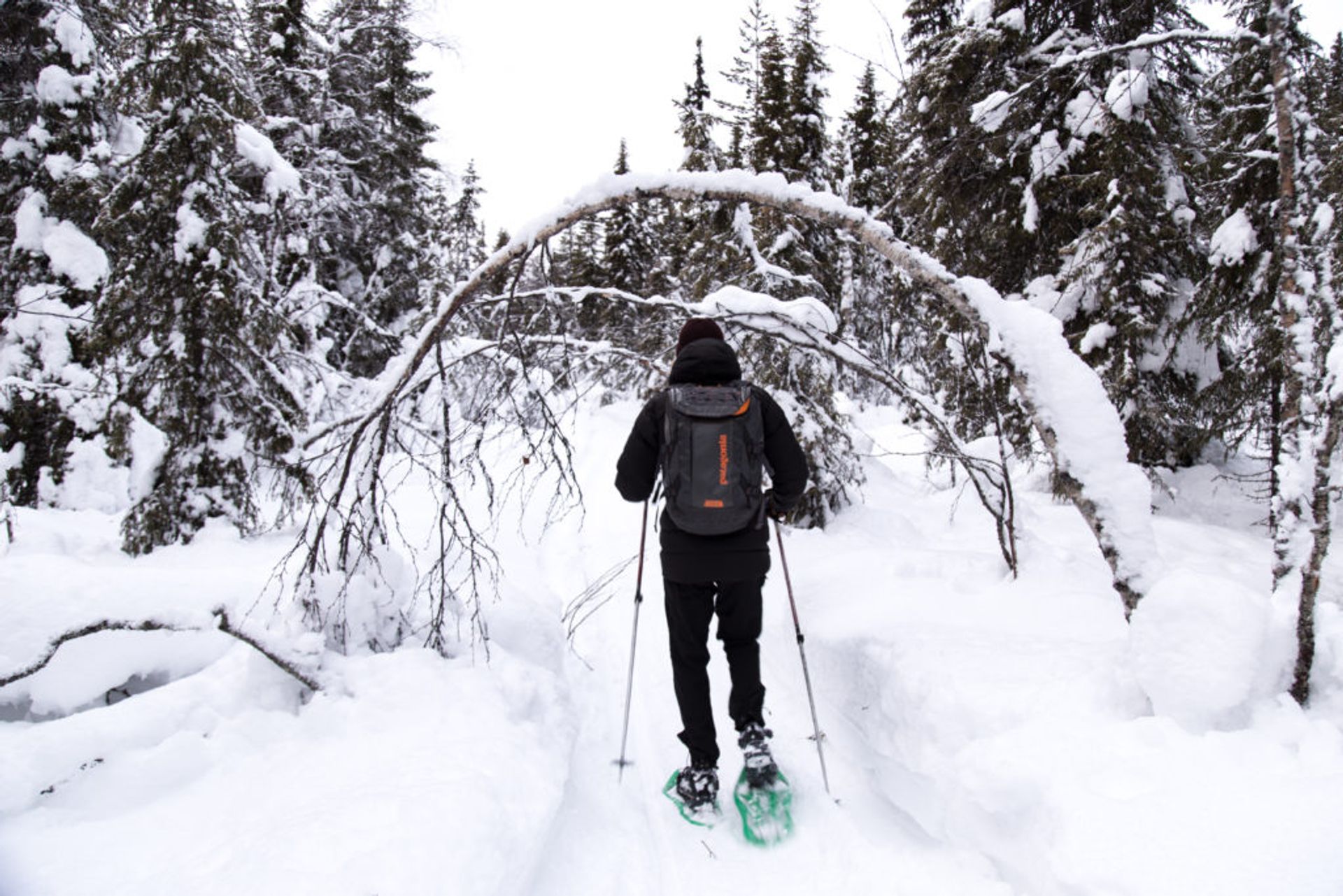 dog sledding