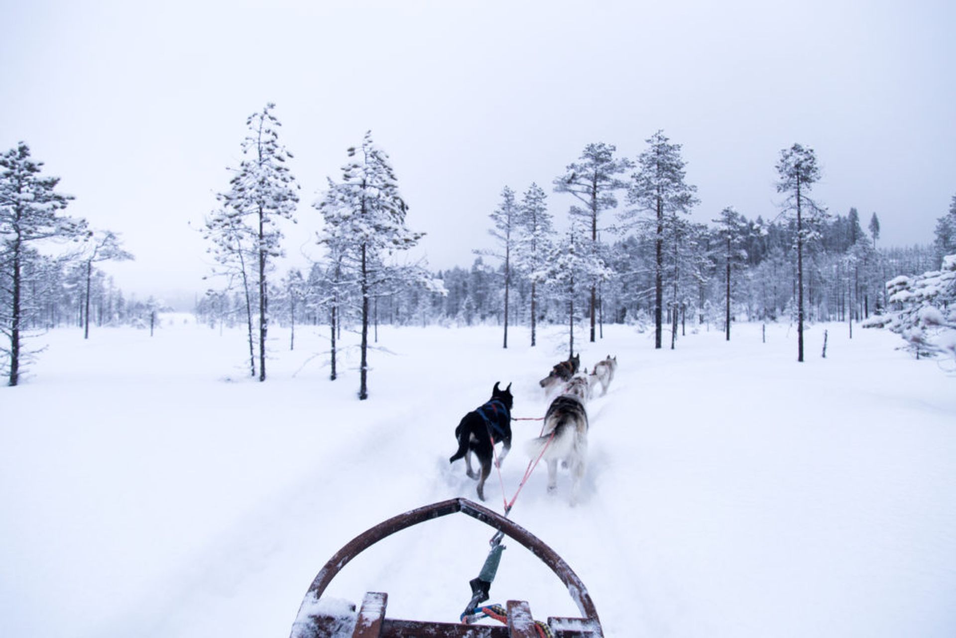 dog sledding