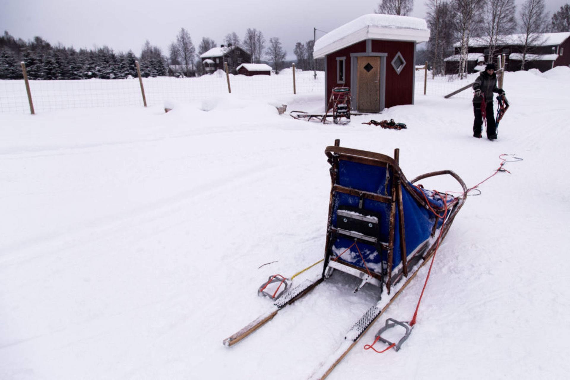 dog sledding