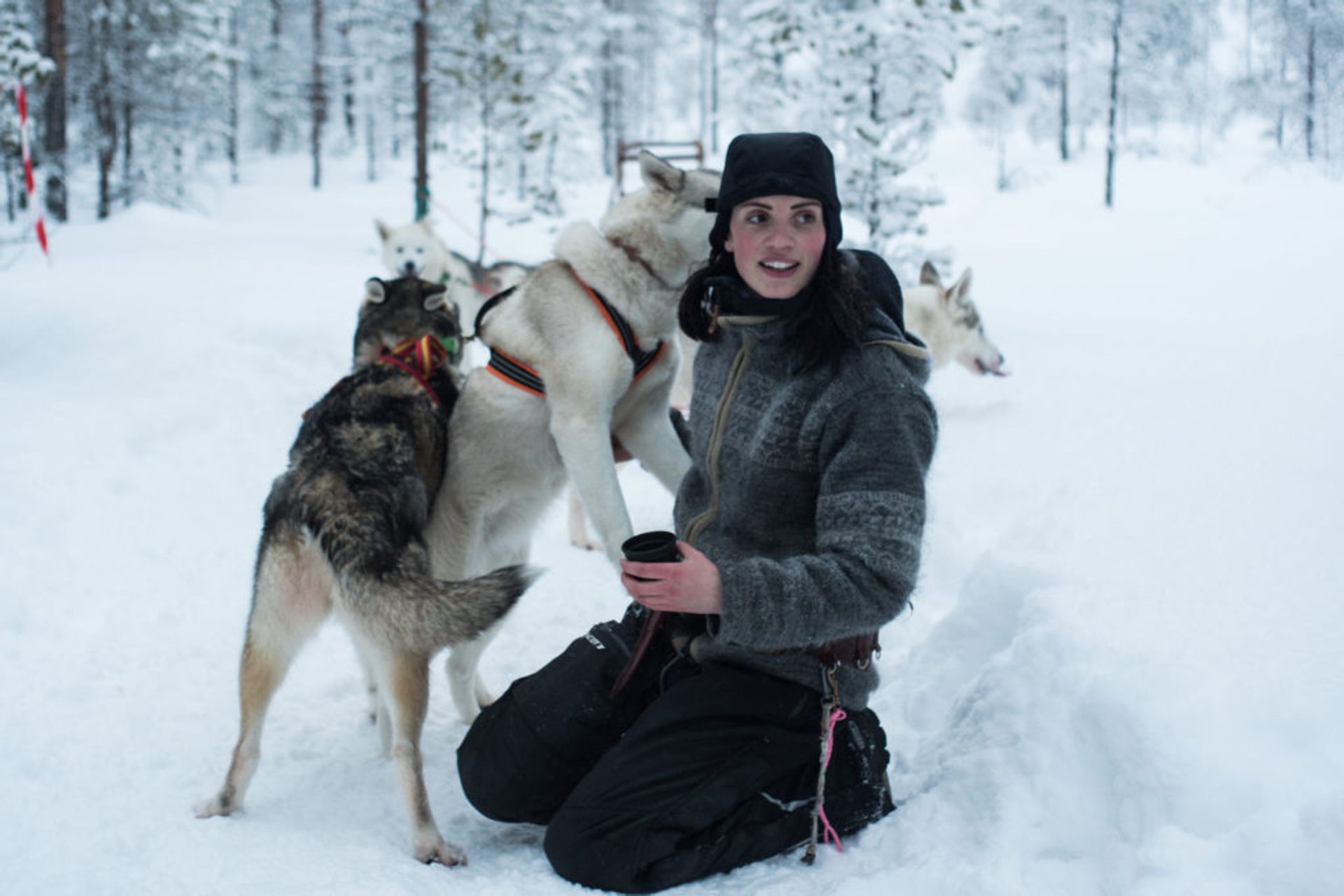 dog sledding