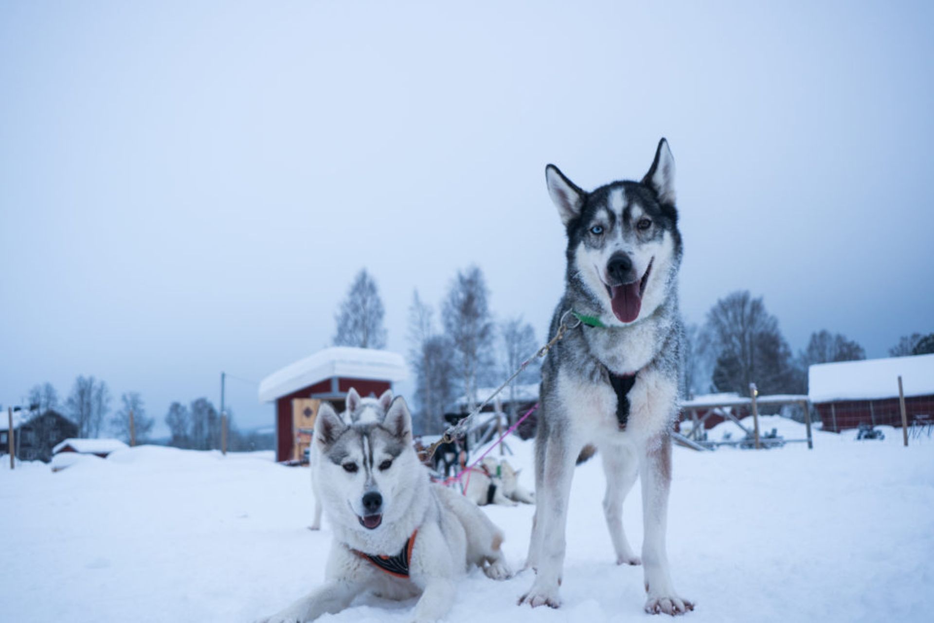 dog sledding