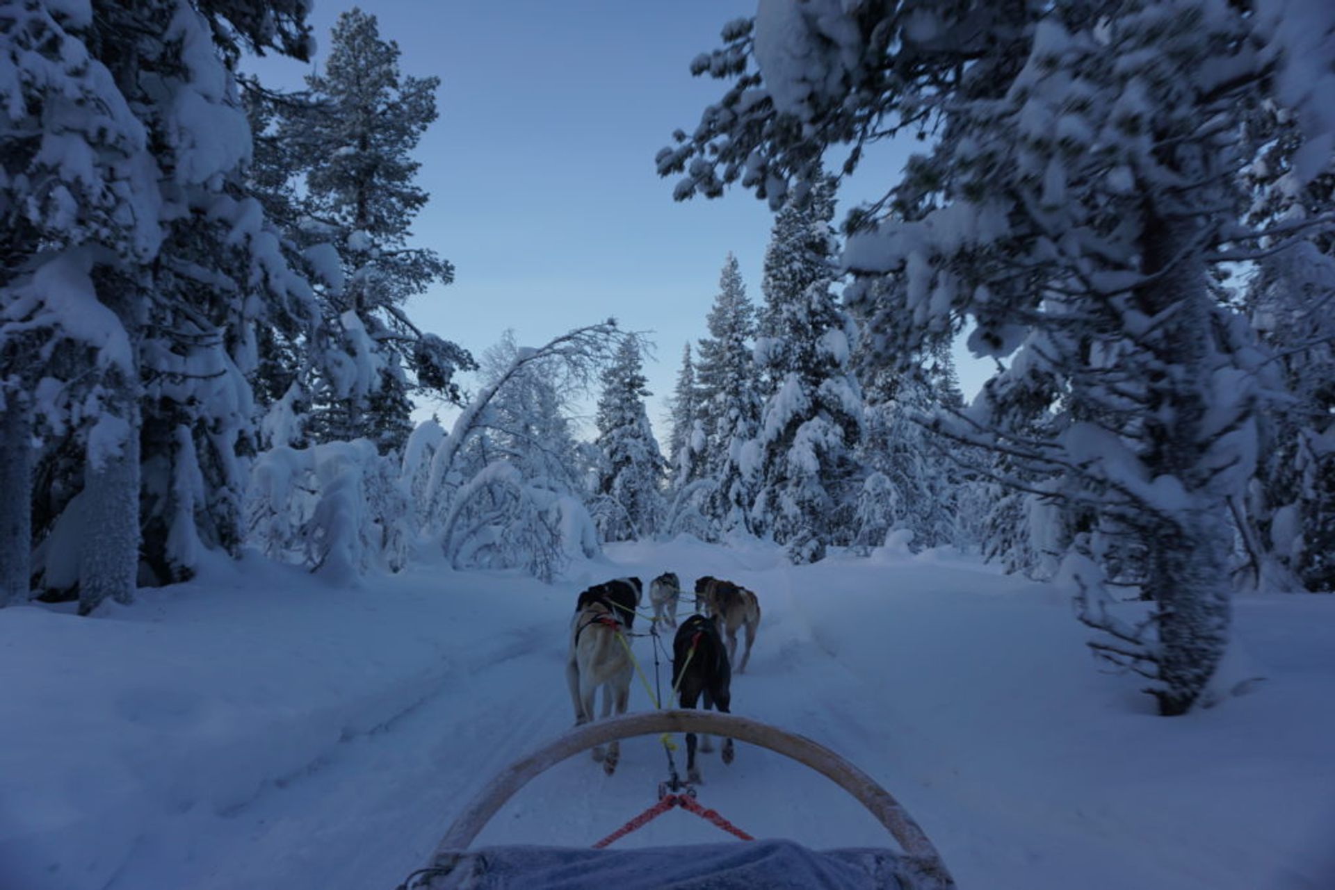 Dog sledding, Source: Inez