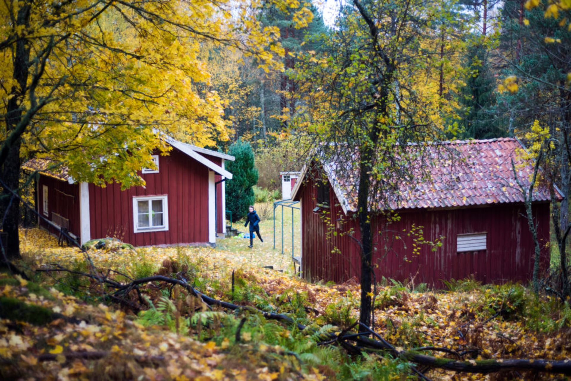 Red houses in a forest.