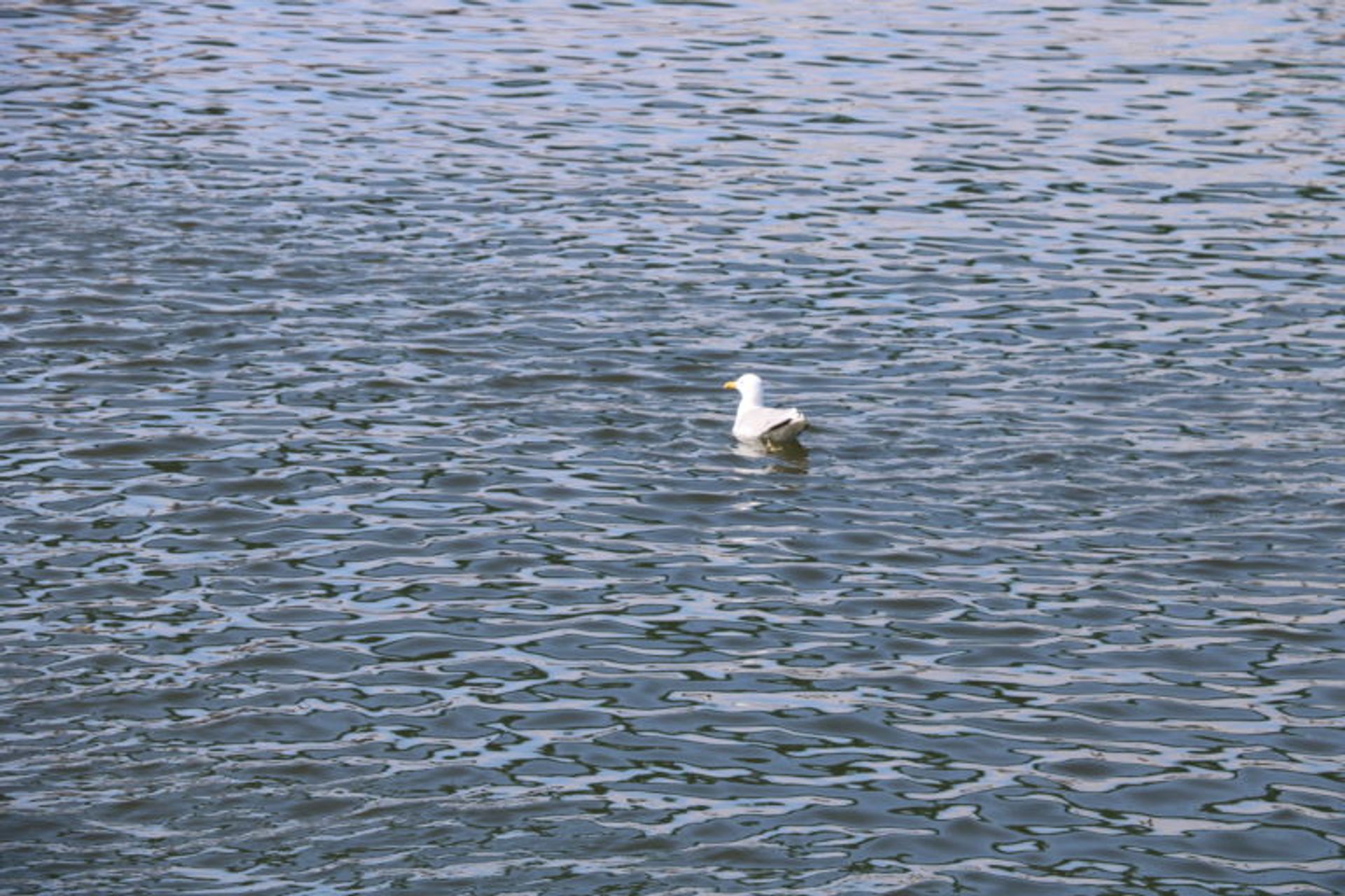 Spring at Röda Sten