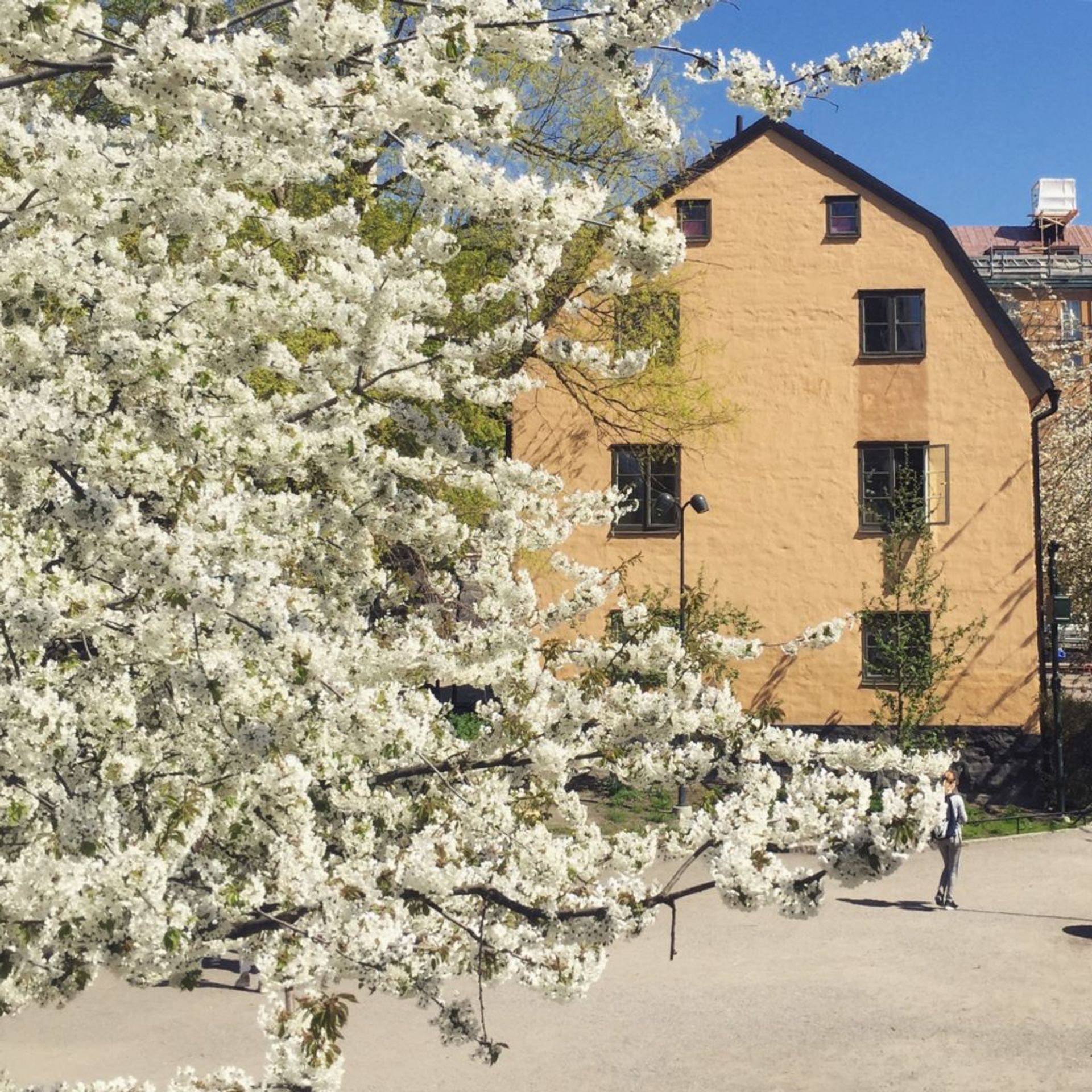 A dreamy building and blossom in Stockholm, May 2018