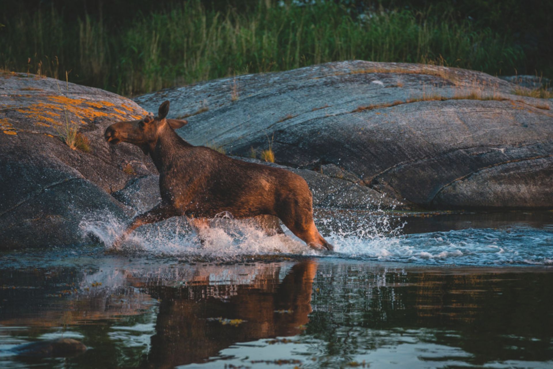Splish splash of water is fun even the moose likes it (Source: Helena Wahlman/imagebank.sweden.se)