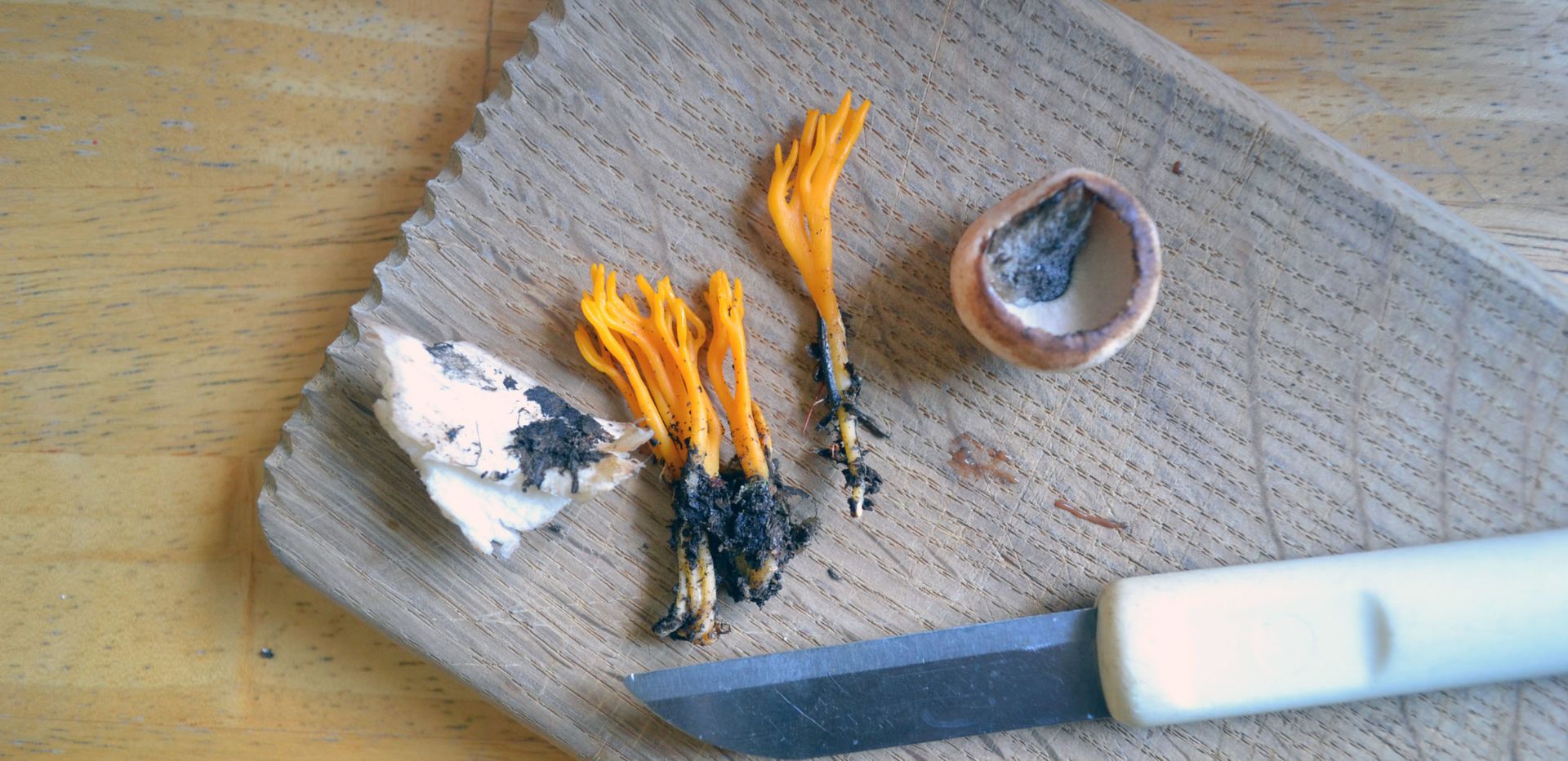 Orange coral mushrooms (Source: Sania)