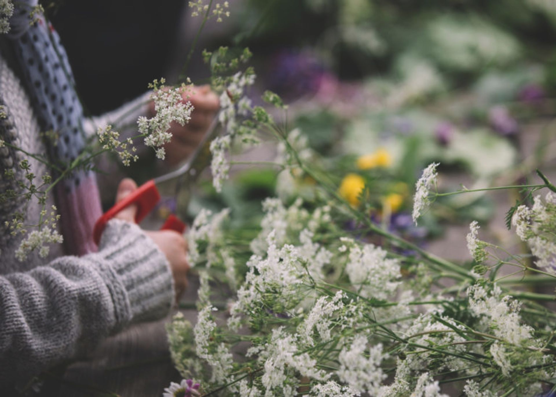 Elderflower power