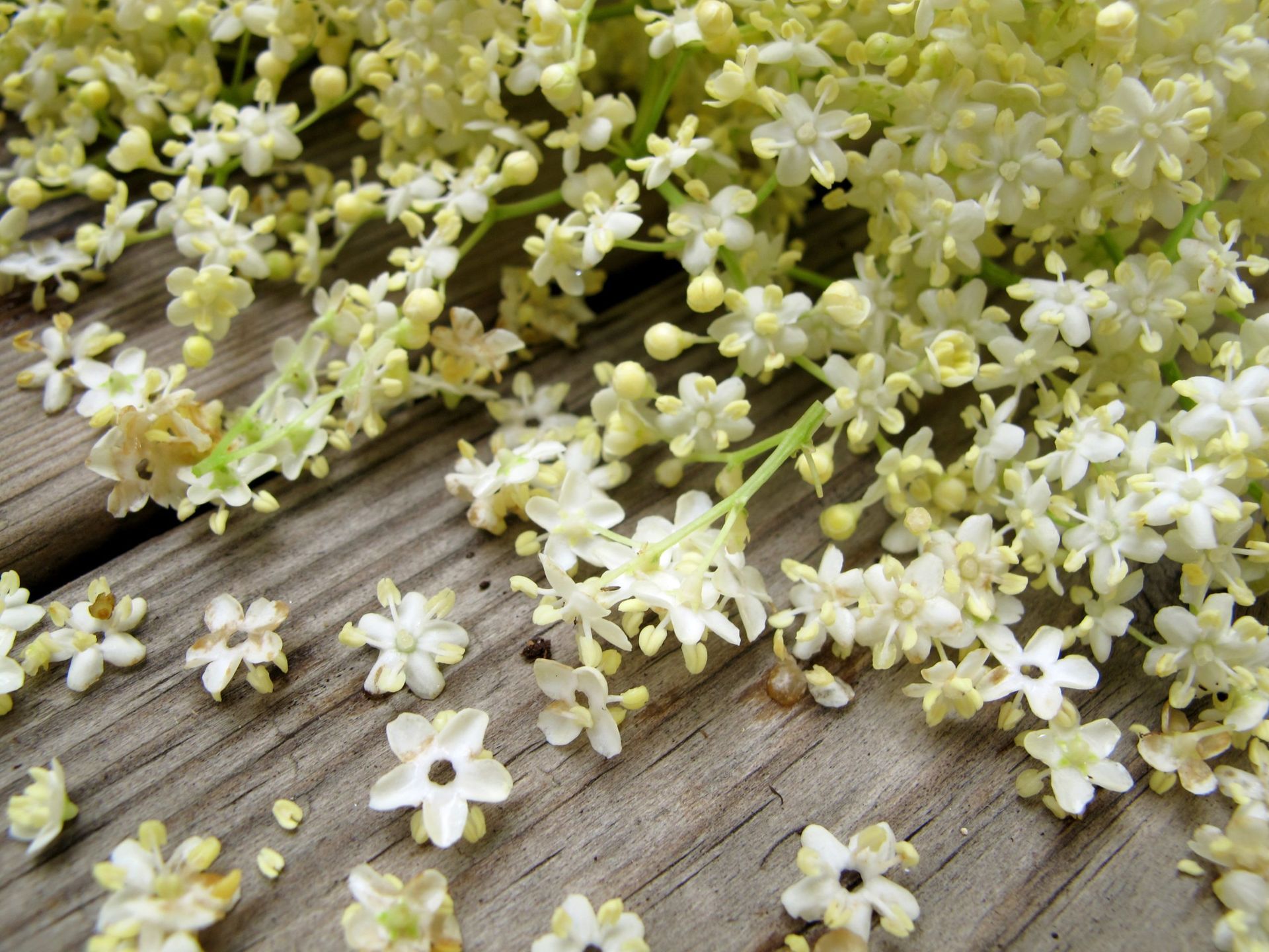 Elderflower power