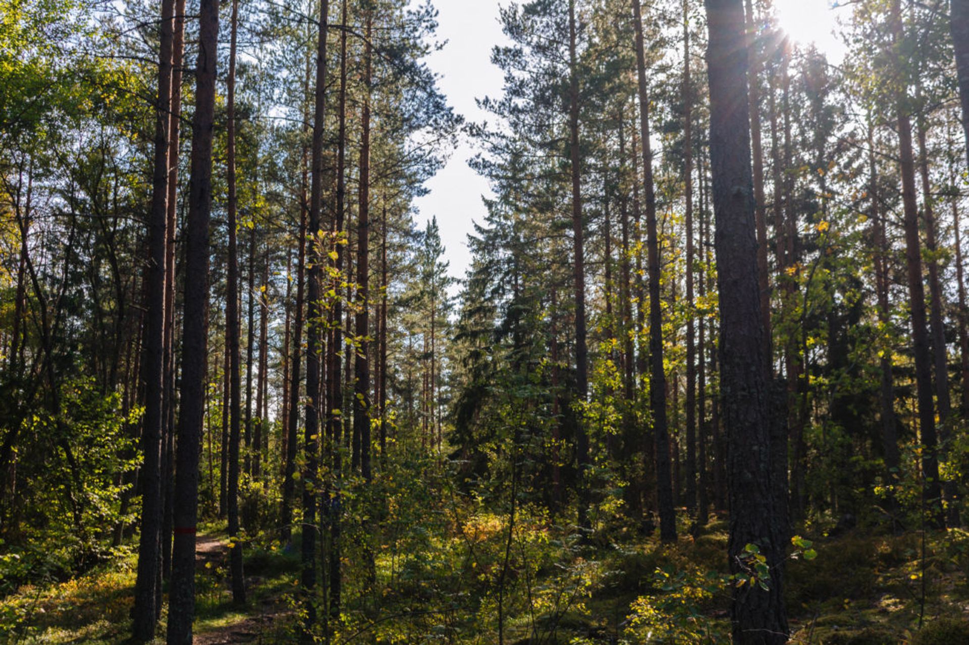 Middle of a forest.