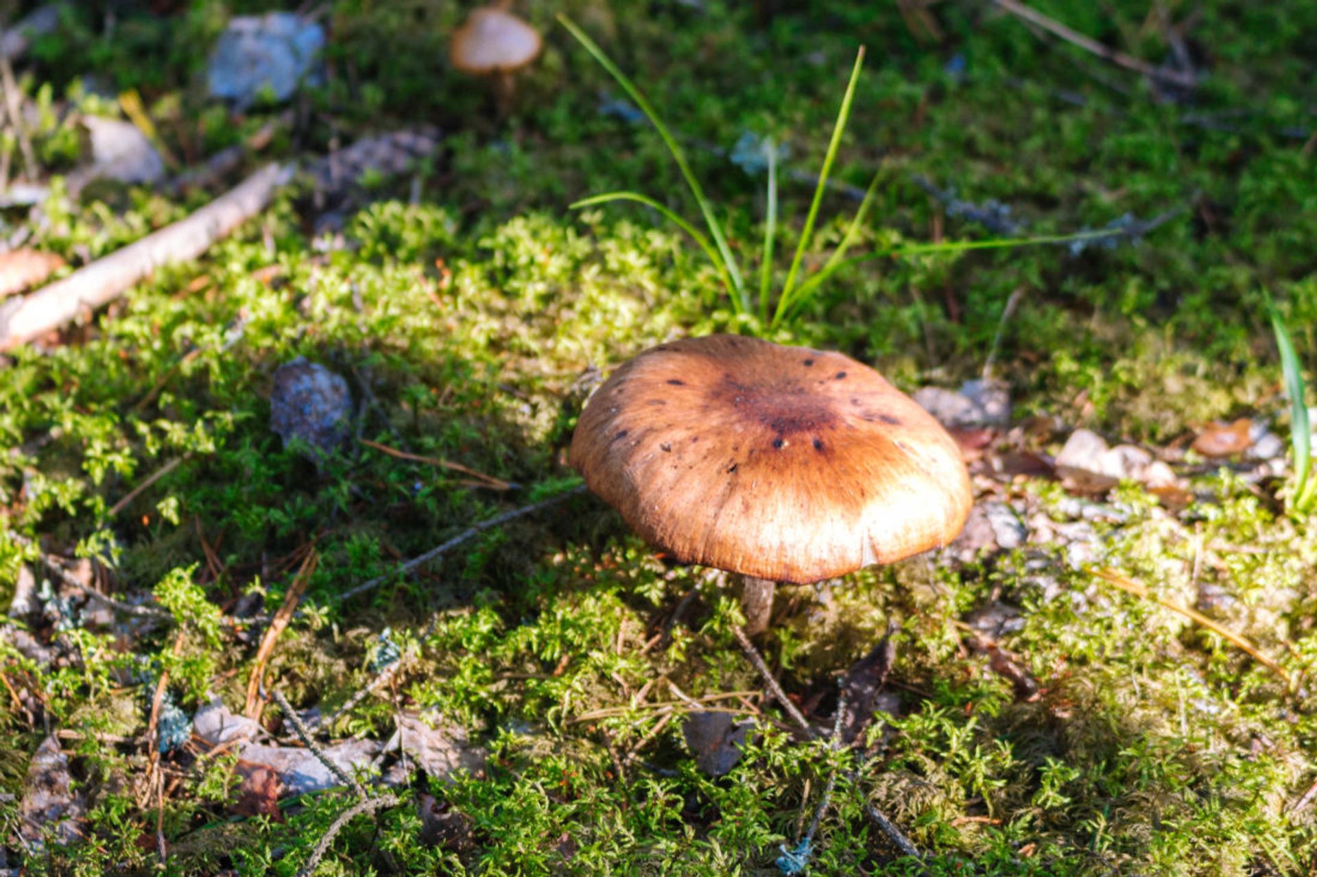 Closeup of brown mushroom.