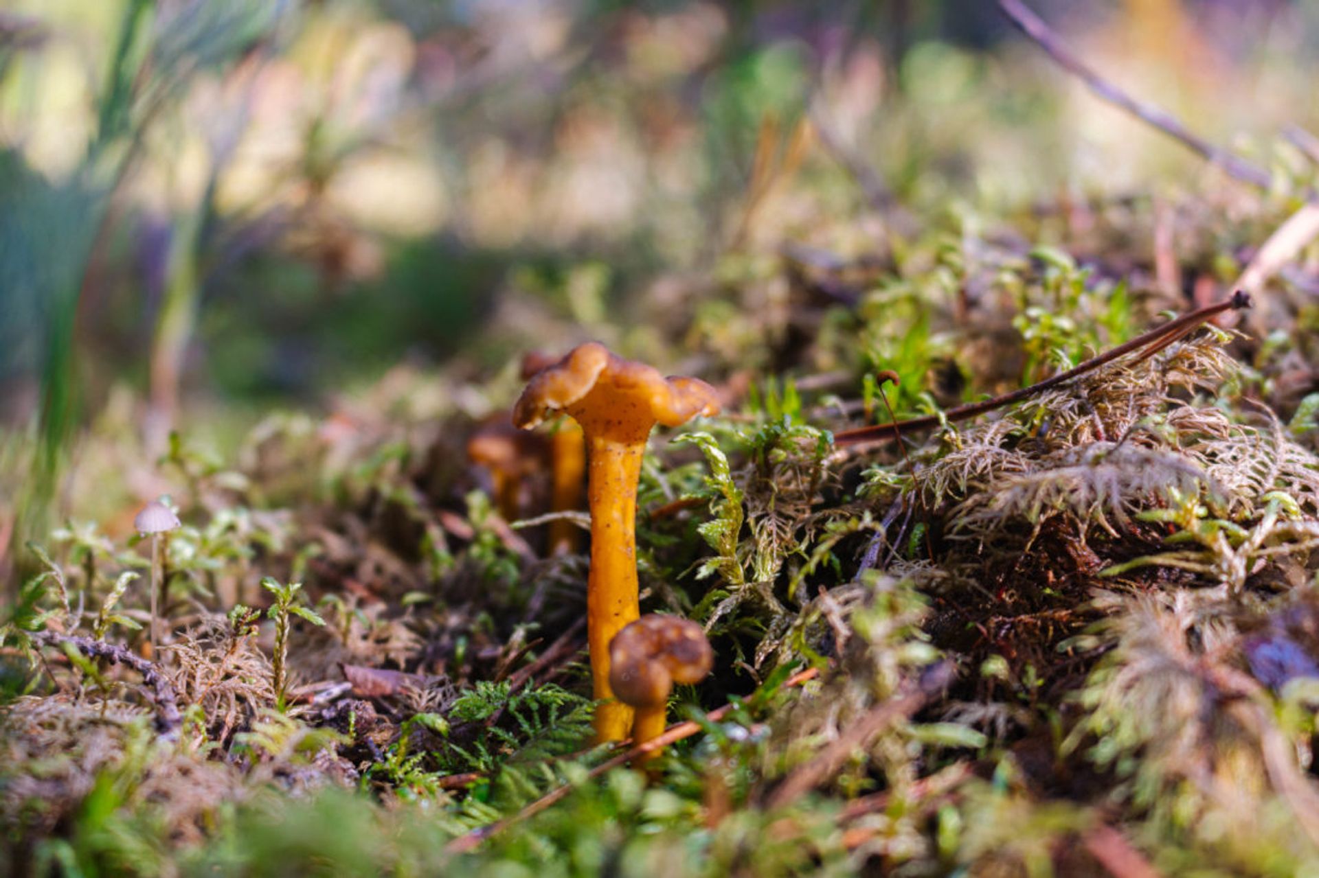 Close up of Trattkantarell mushroom.