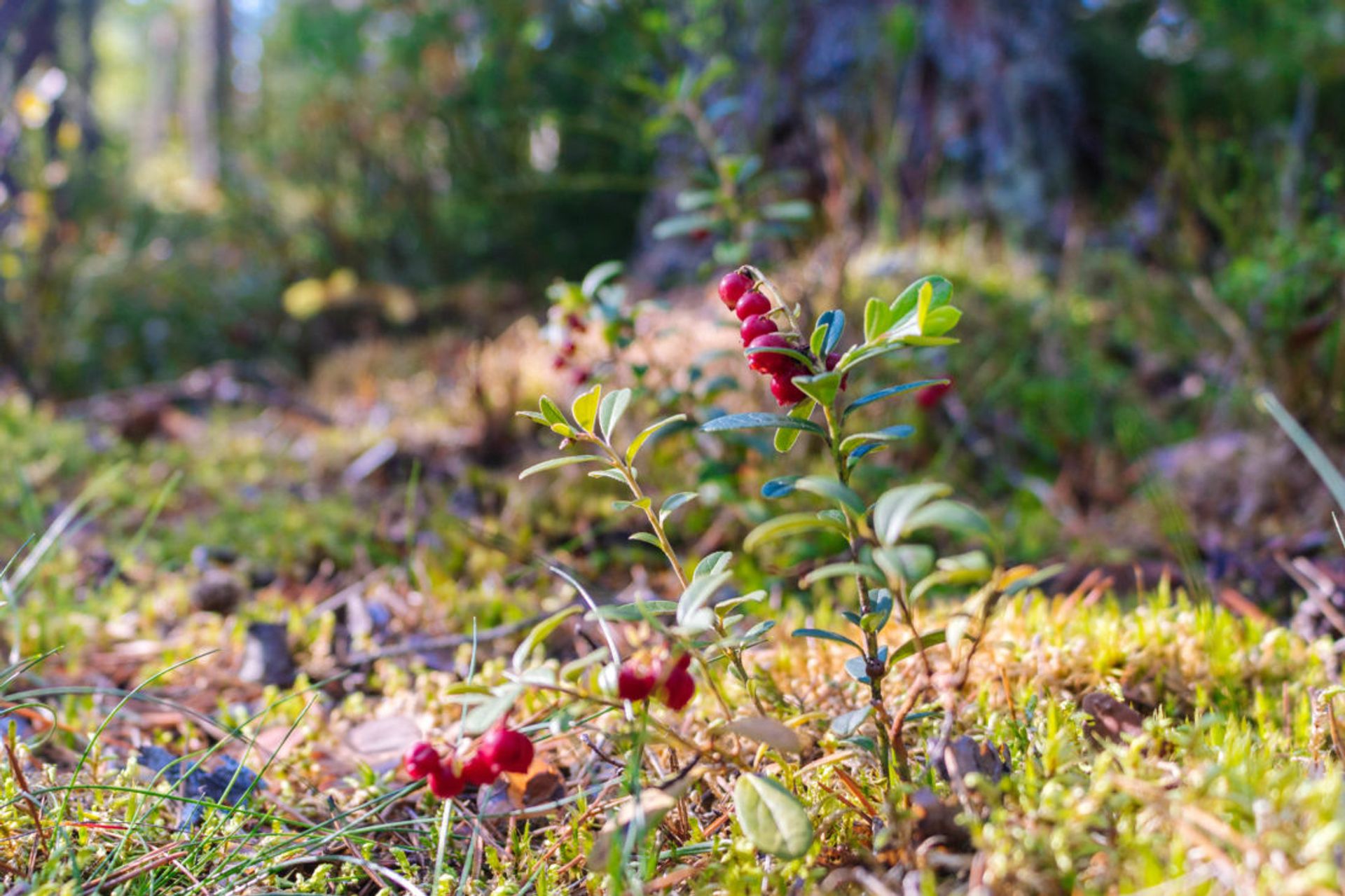 Close up of red berries.