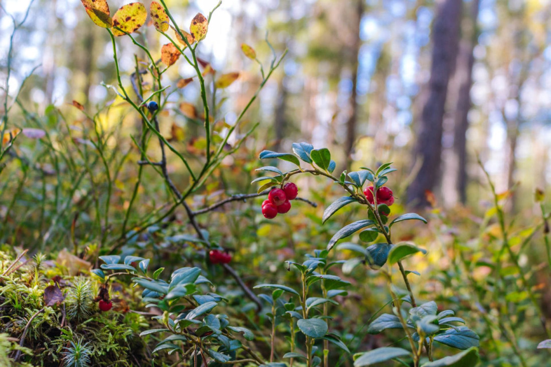 Red berries.