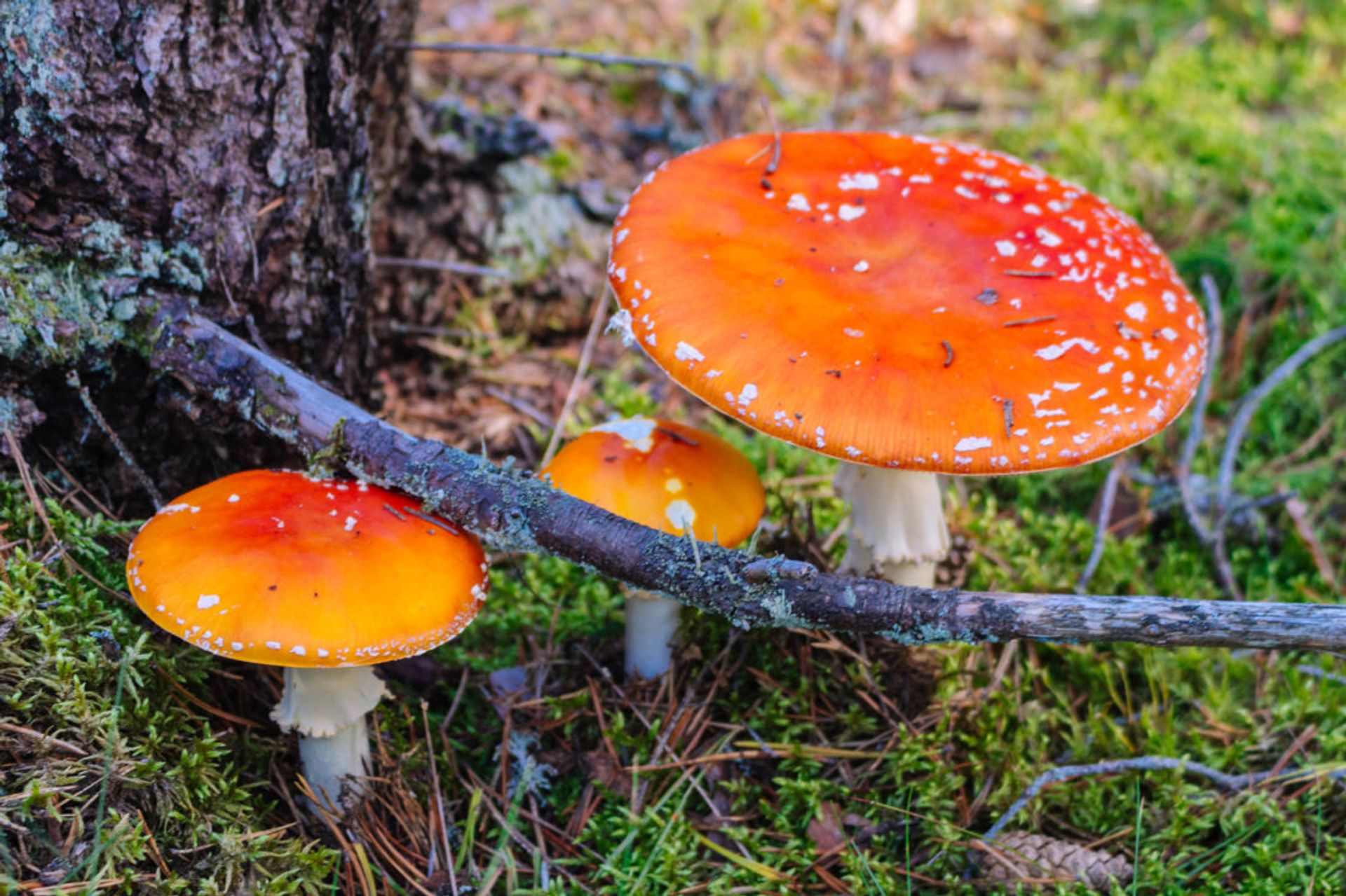 Close up of red mushrooms.