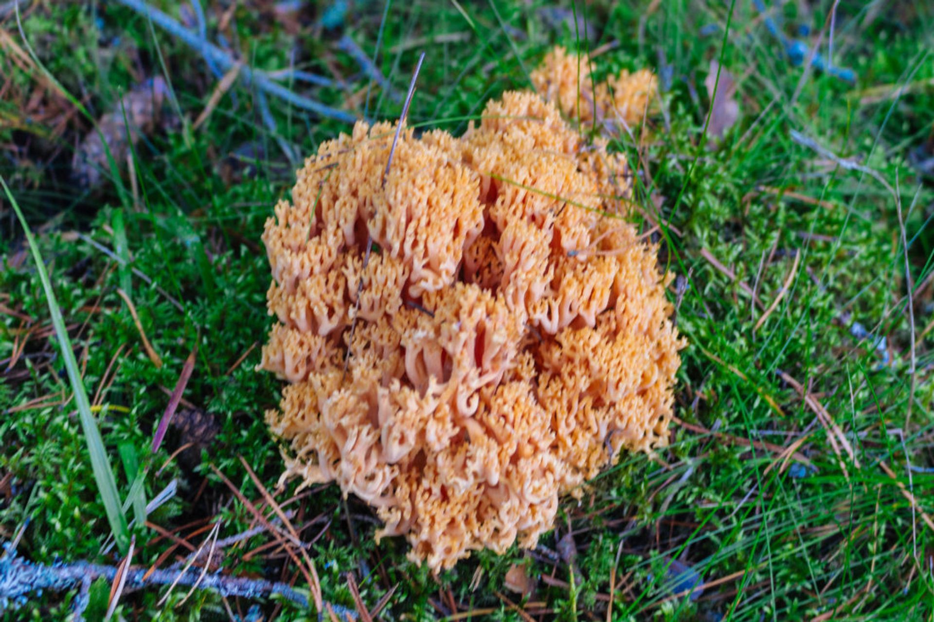 Close up of large mushroom.