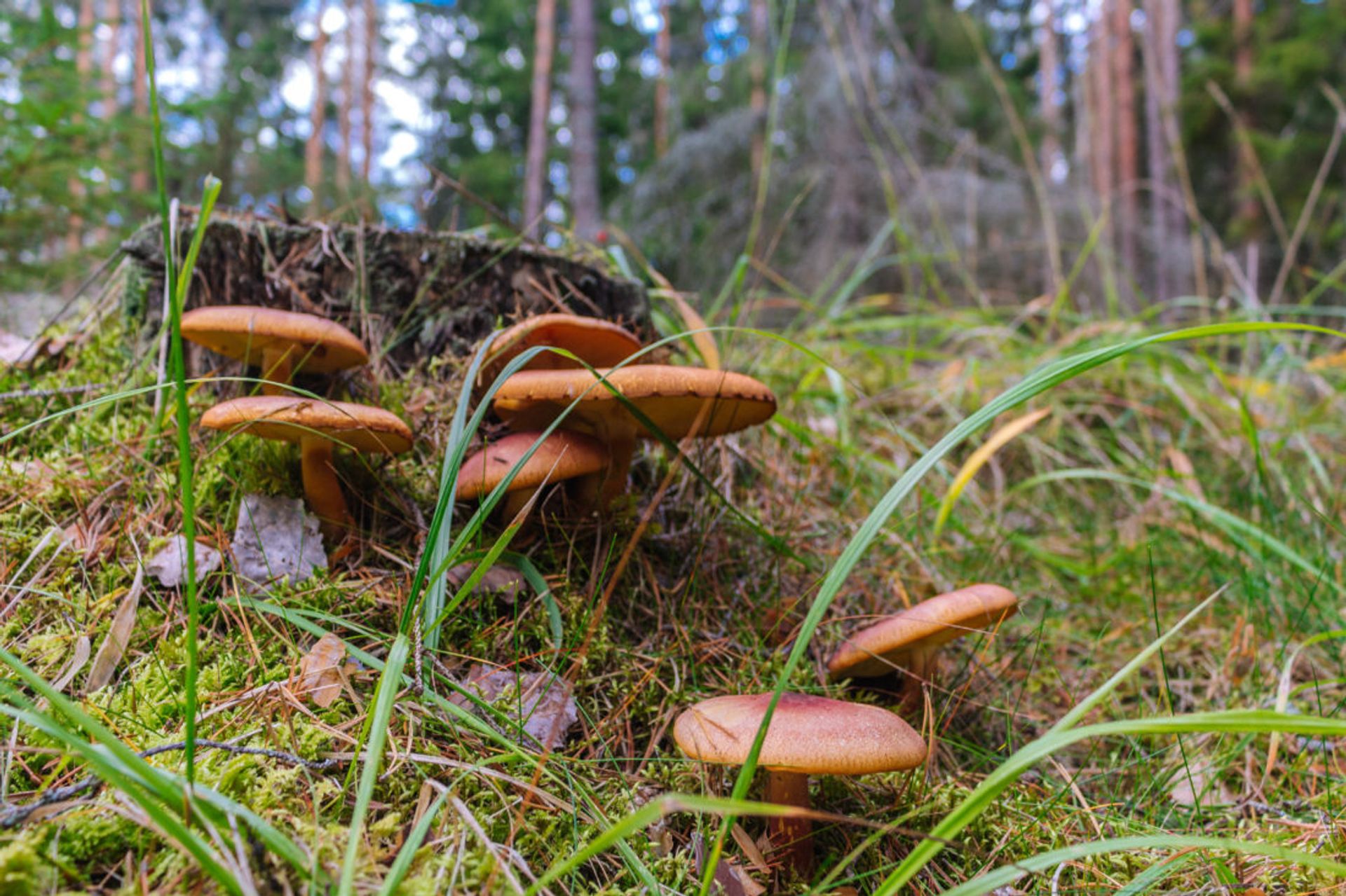 Close up of orange mushrooms.