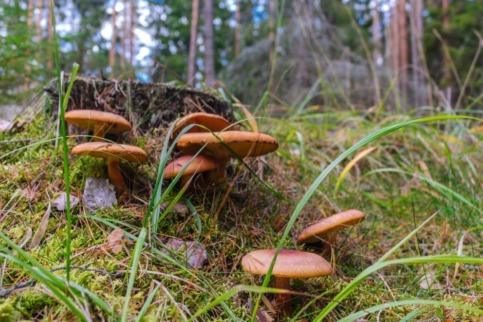 Mushroom Picking Best thing to do in Sweden in Autumn Study in Sweden