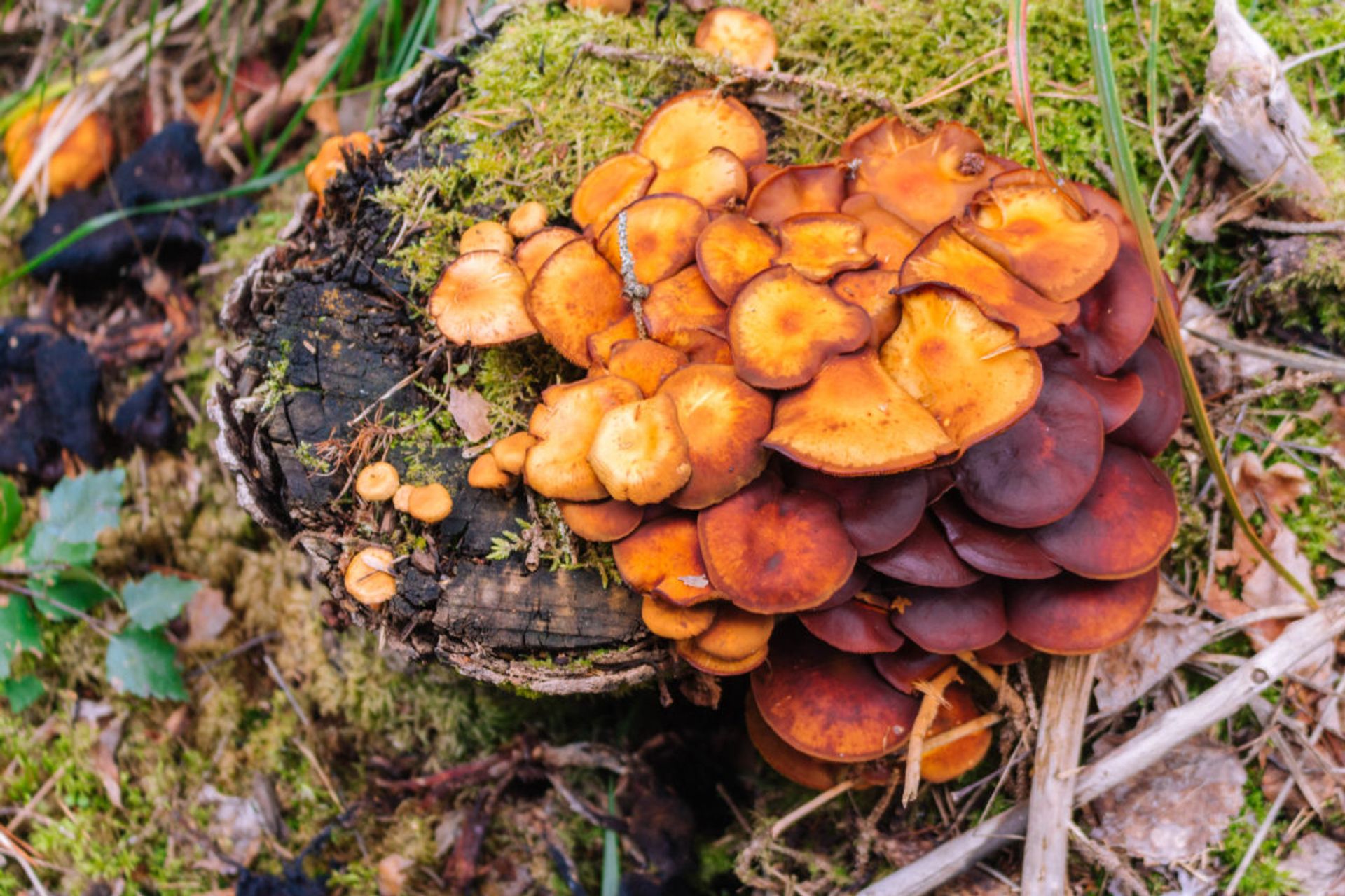 Close up of large mushroom amongst moss.