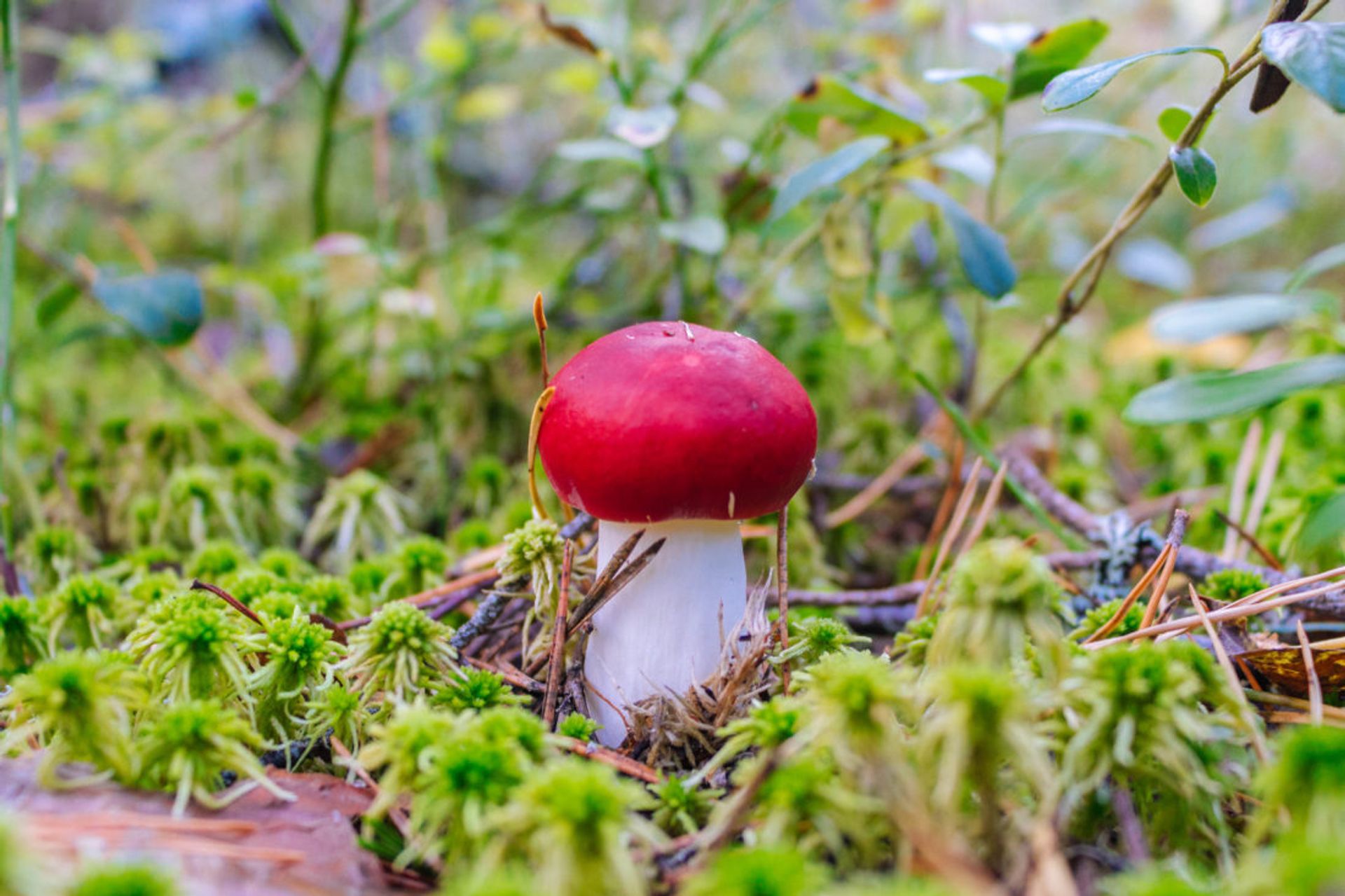 Close up of a red mushroom.