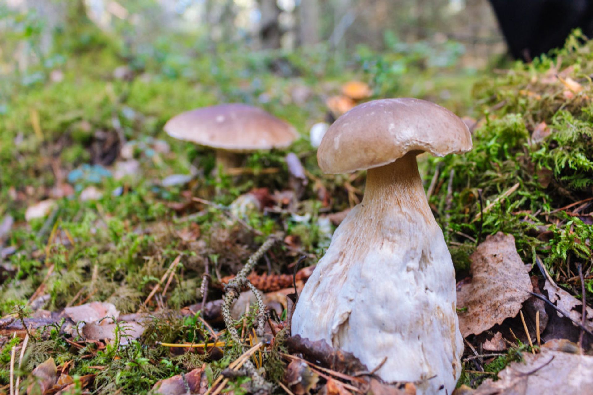 Close up of a Karl Johan mushroom.