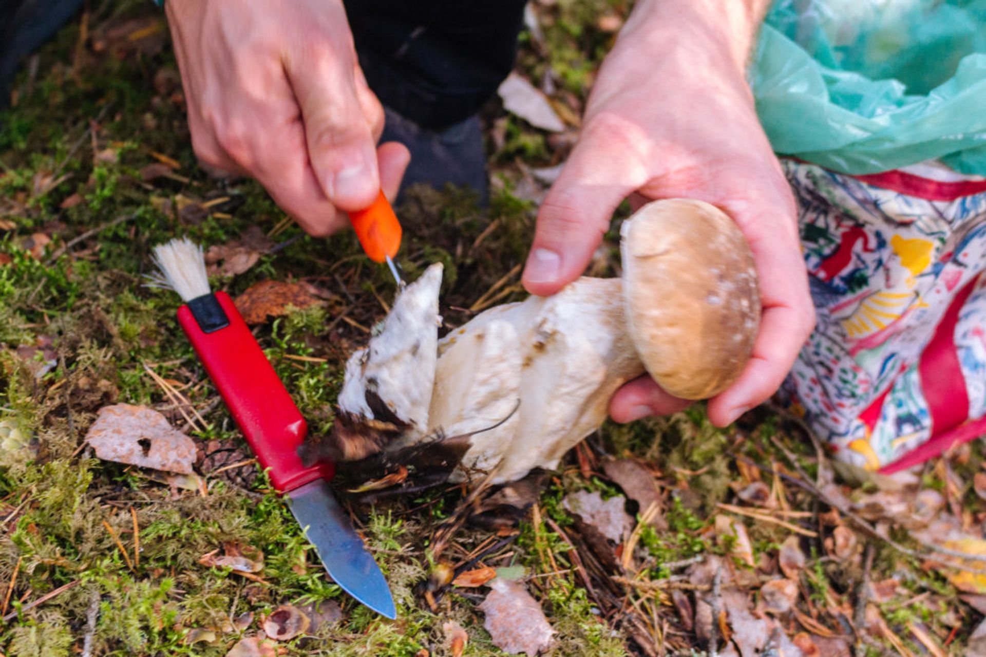 Person picking a Karl Johan mushroom.