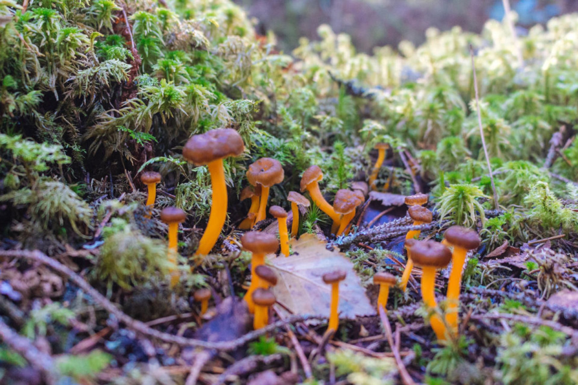 Close up of Rödgul Trumpetsvamp mushroom.