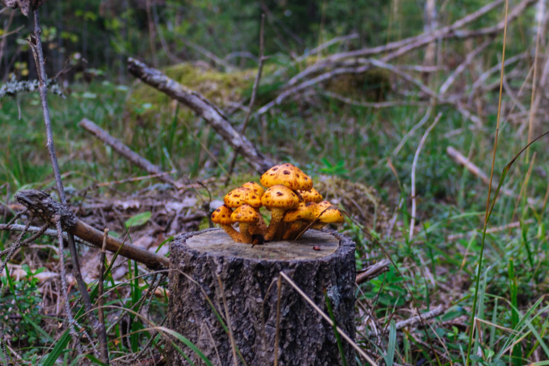 Closeup of mushrooms on a tree stump.