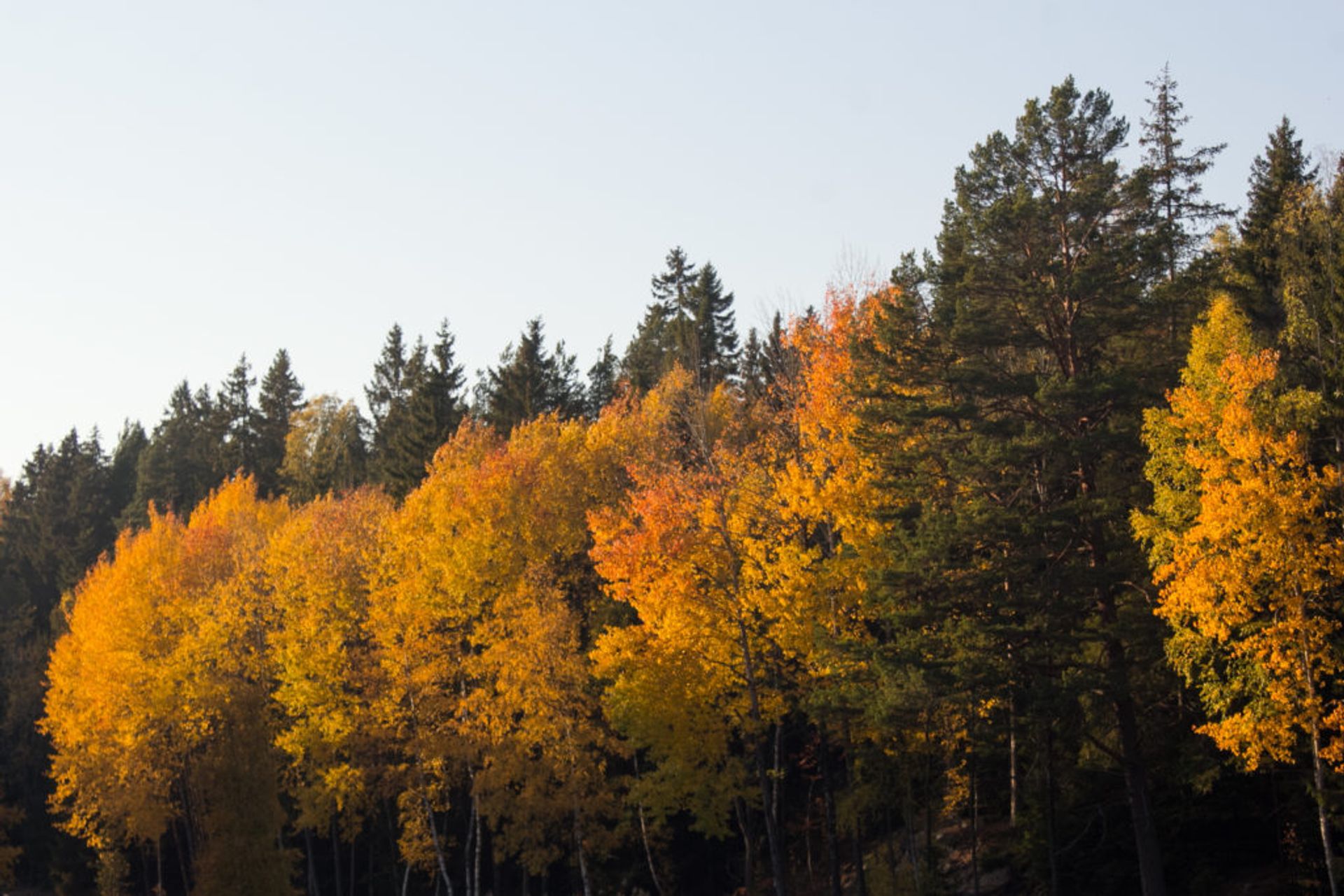 Trees with orange leaves.