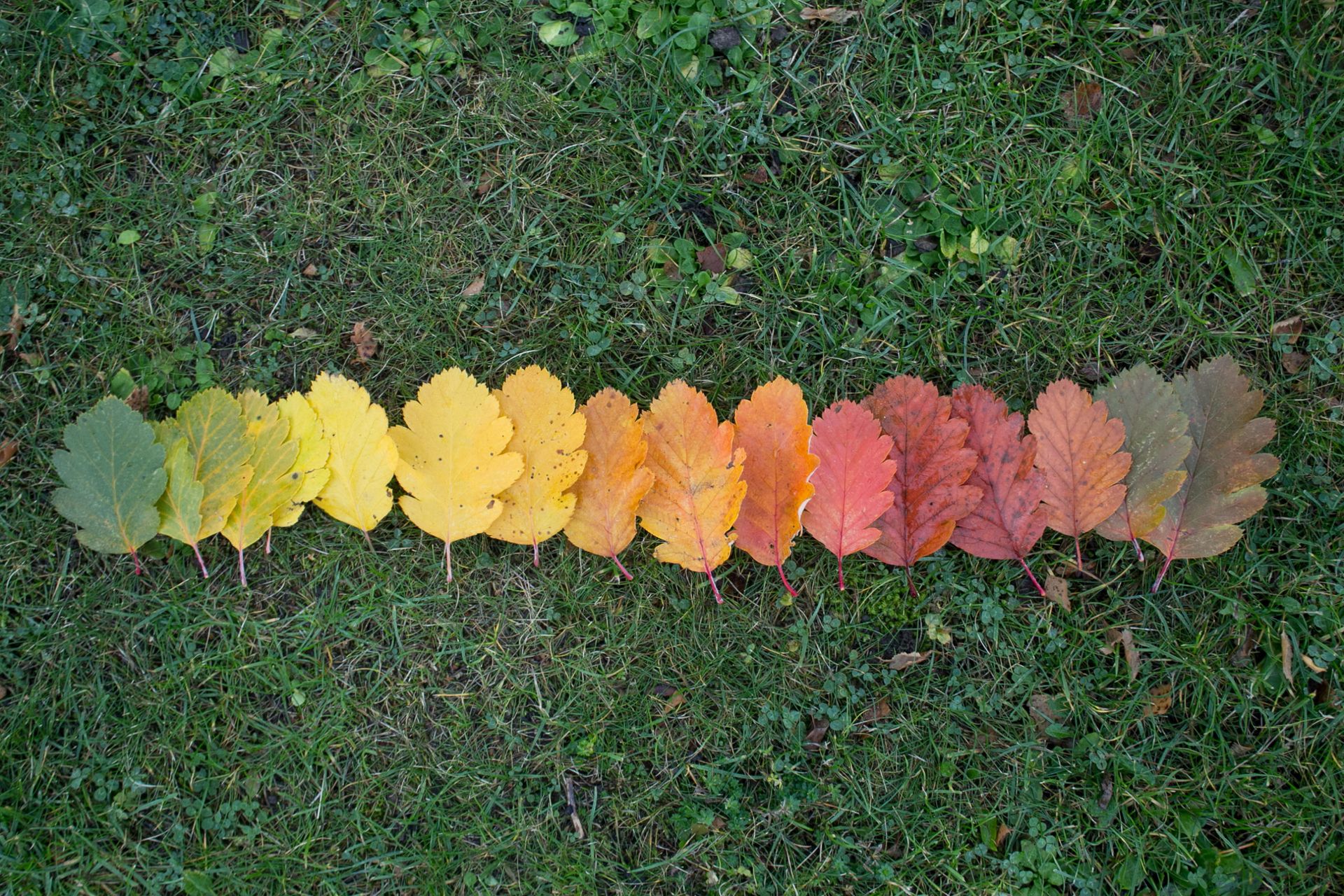 Orange, yellow and red leaves.