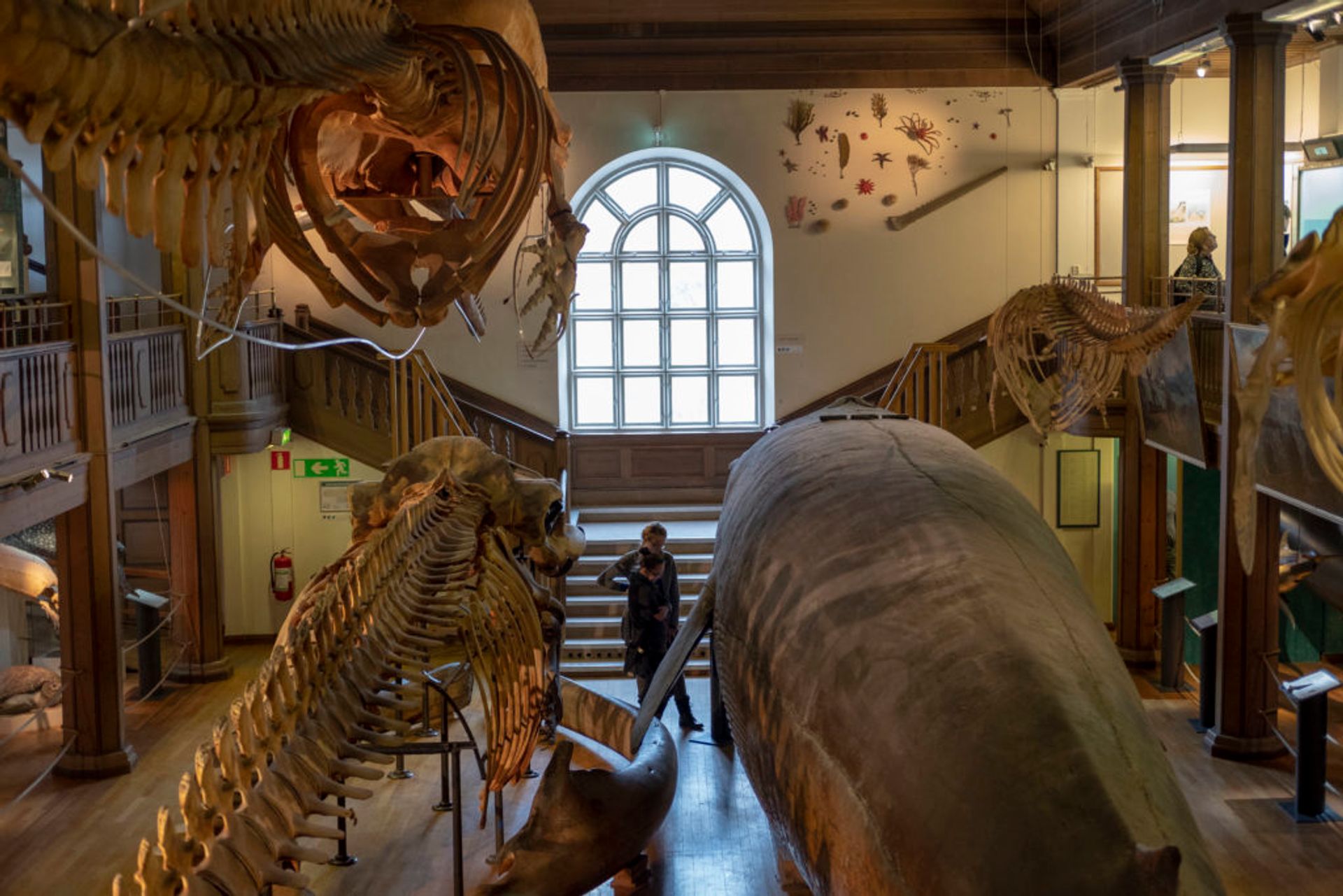 People looking at whale skeletons and taxidermied whale at Gothenburg Natural History Museum