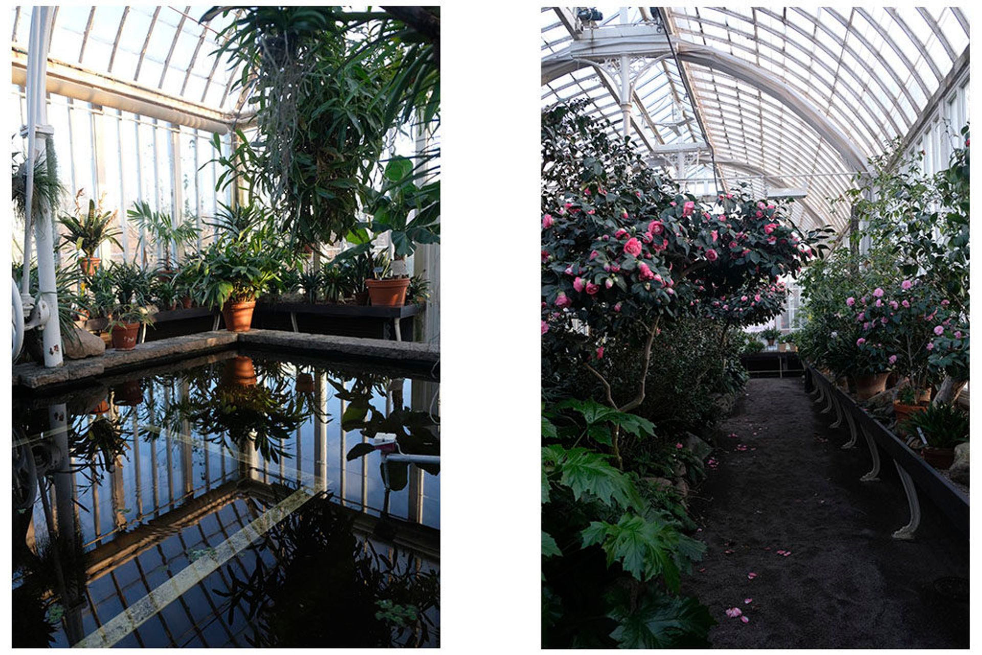 Plants in the water house and in the camelia room in Gothenburg's Palmhouse.