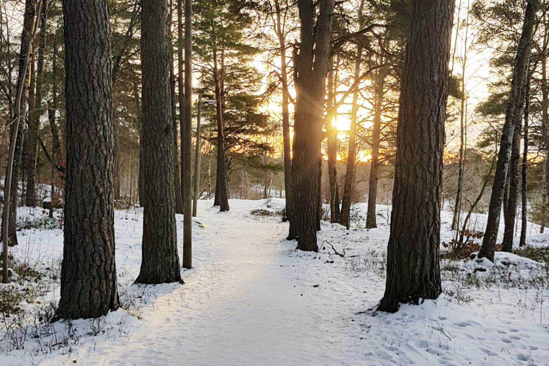 uppsala-winter