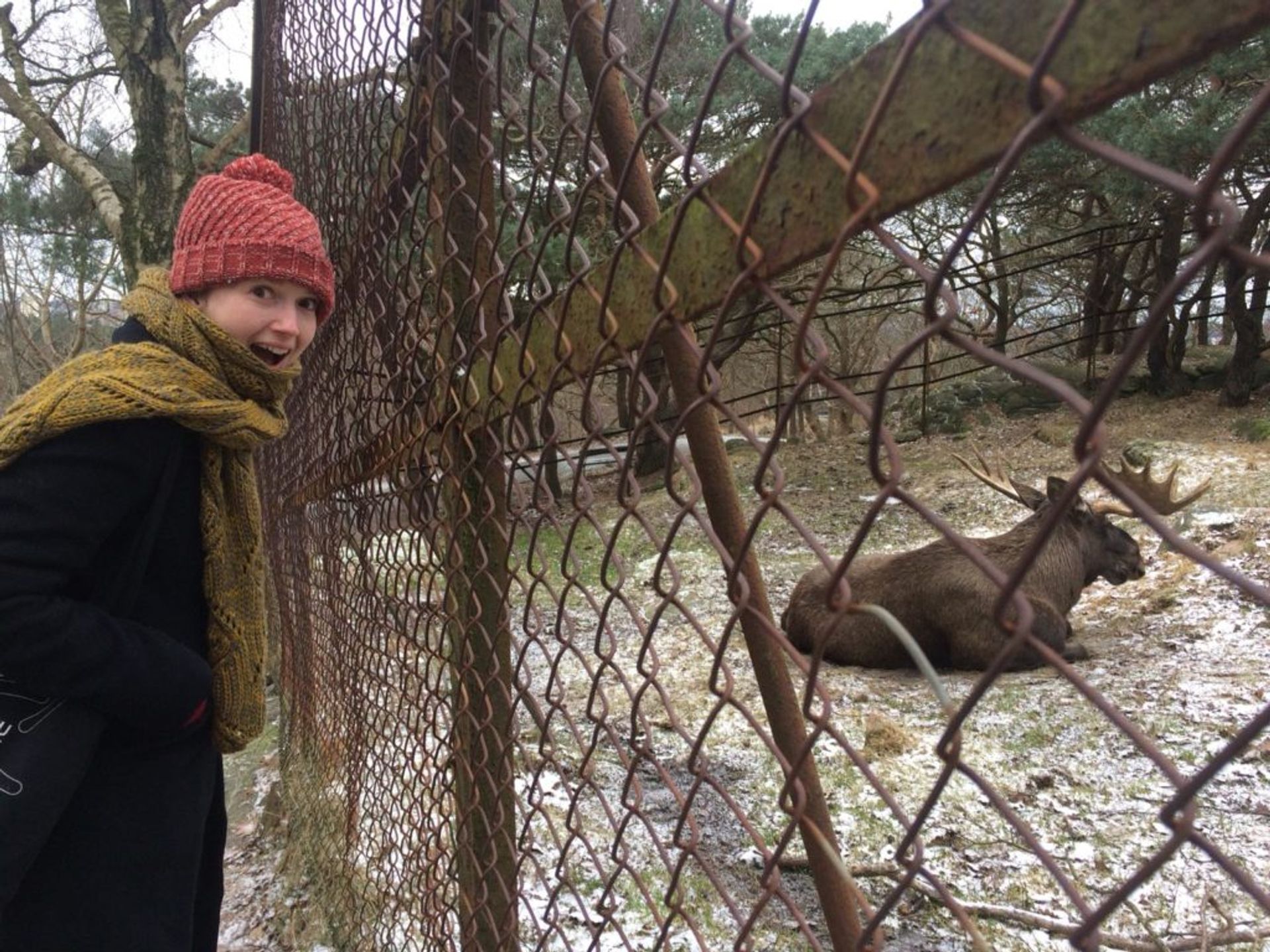 Photo of the author Lauren happy that she is visiting a moose in Slottskogen, Gothenburg!