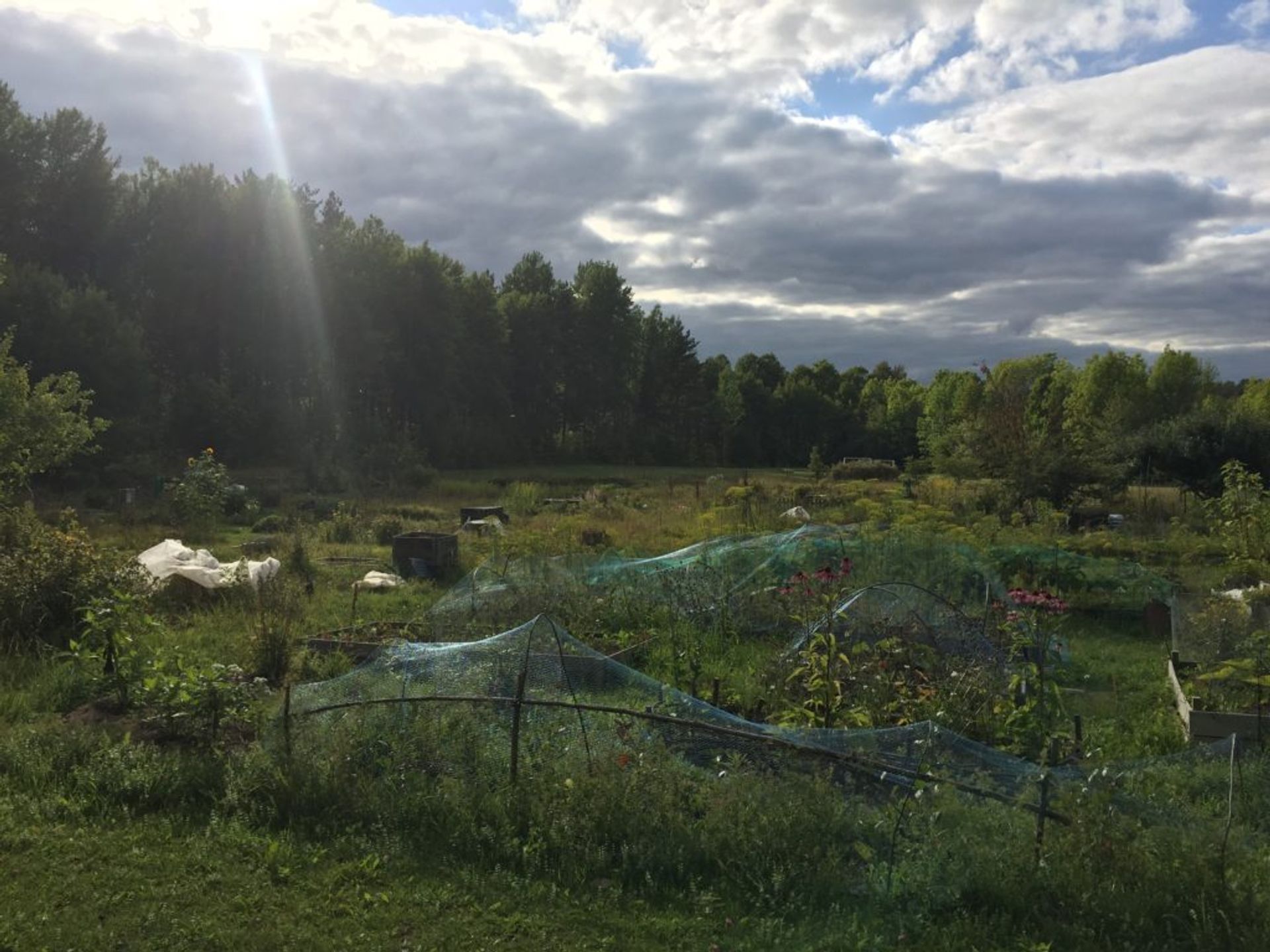 An allotment area near to Flogsta in the sunshine