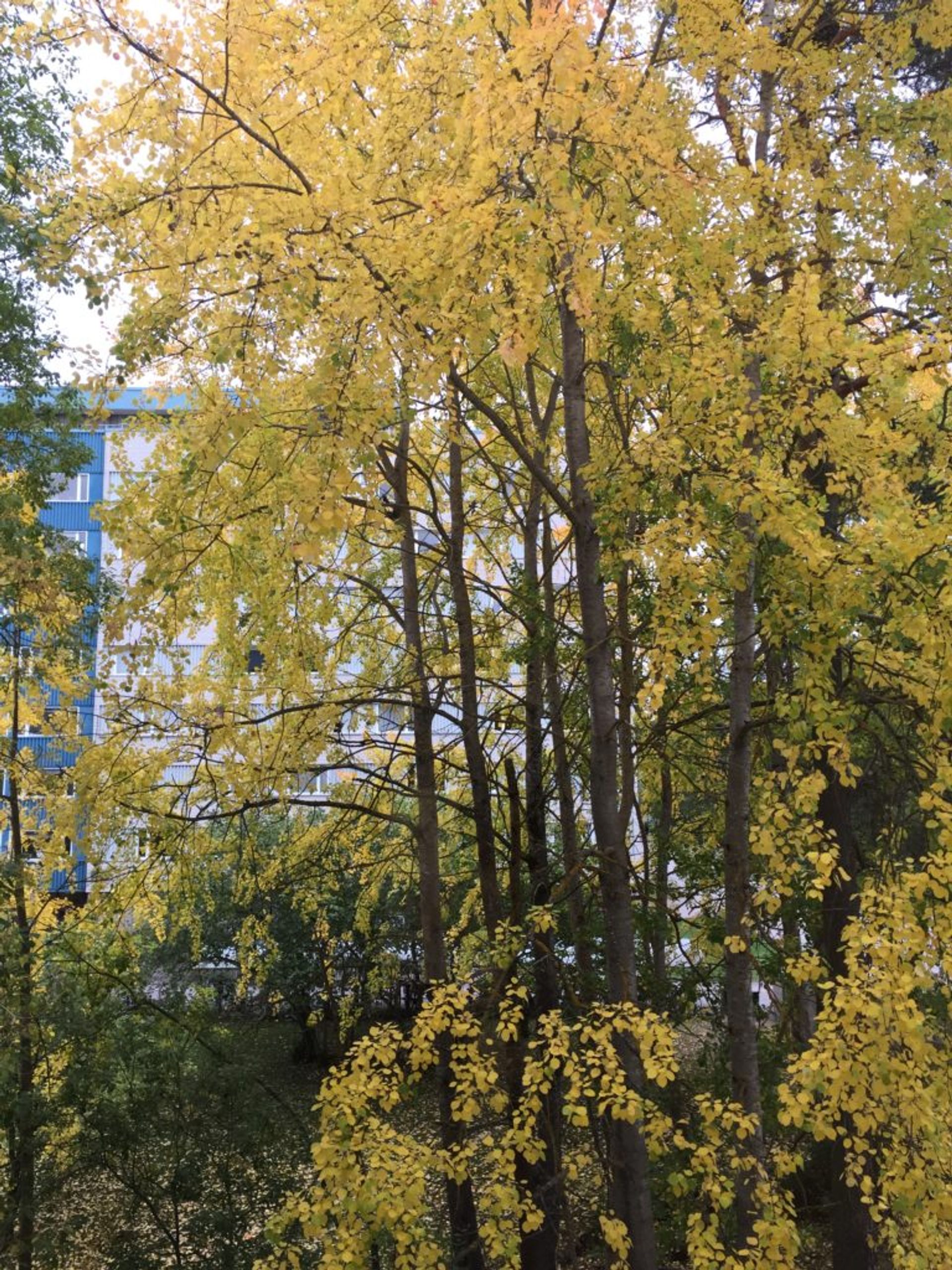 A tree window view!