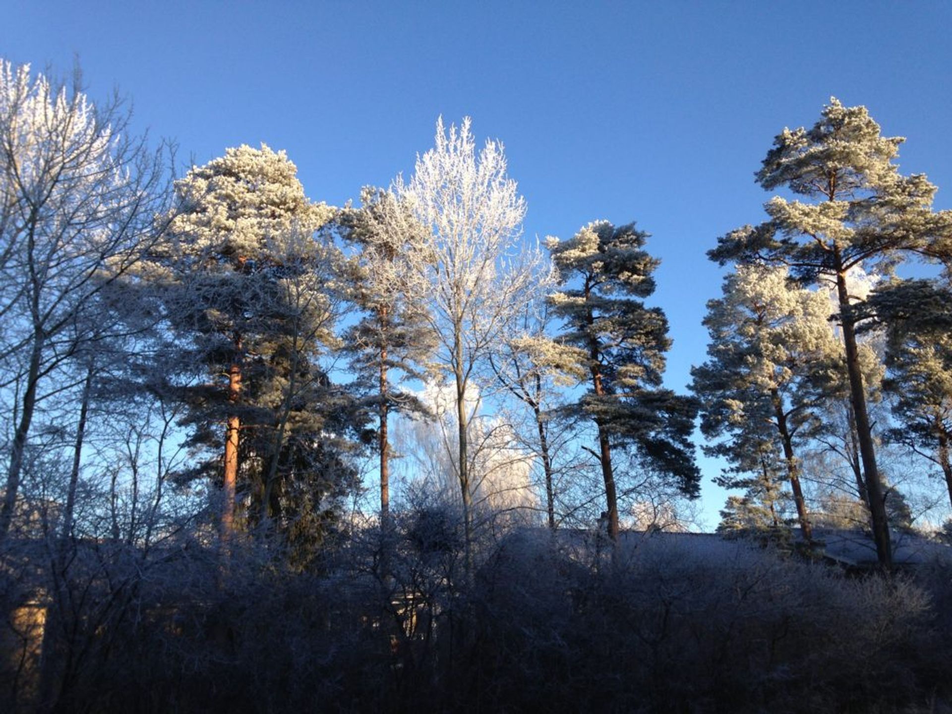 Flogsta trees in the winter