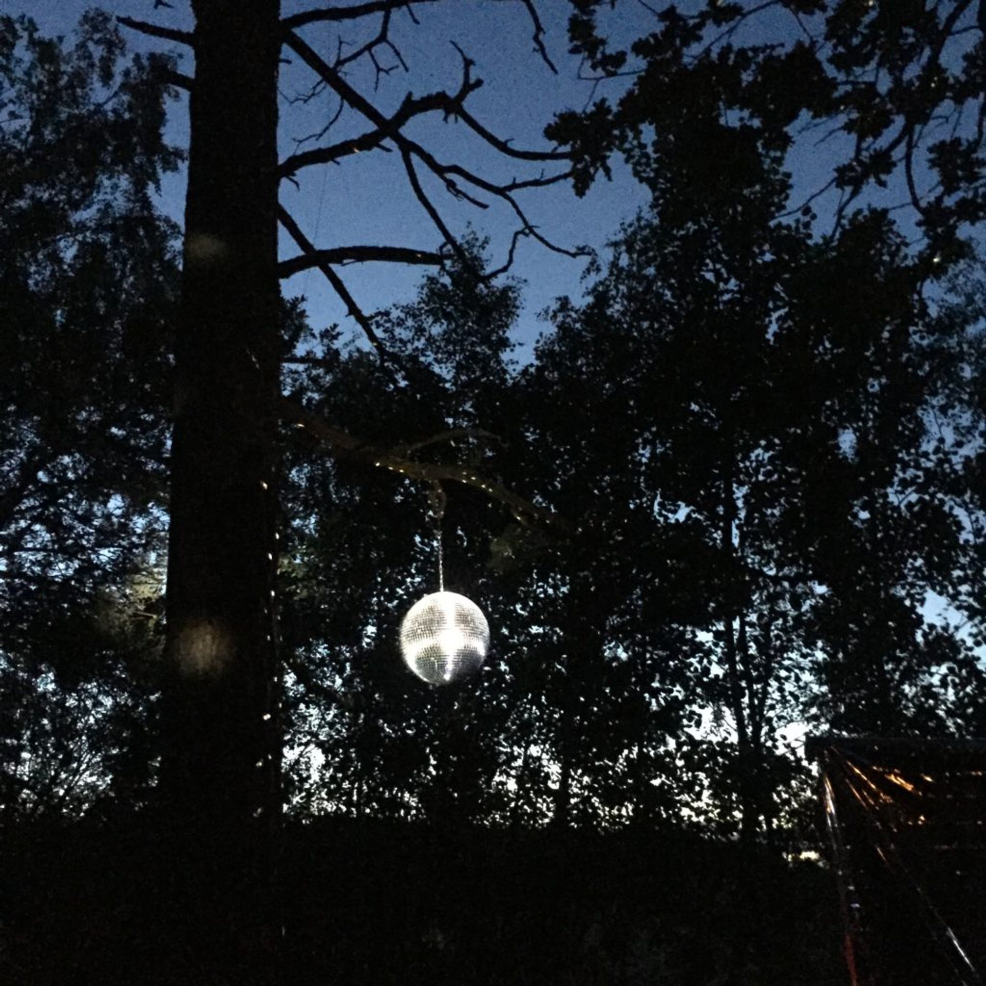 Disco ball in trees