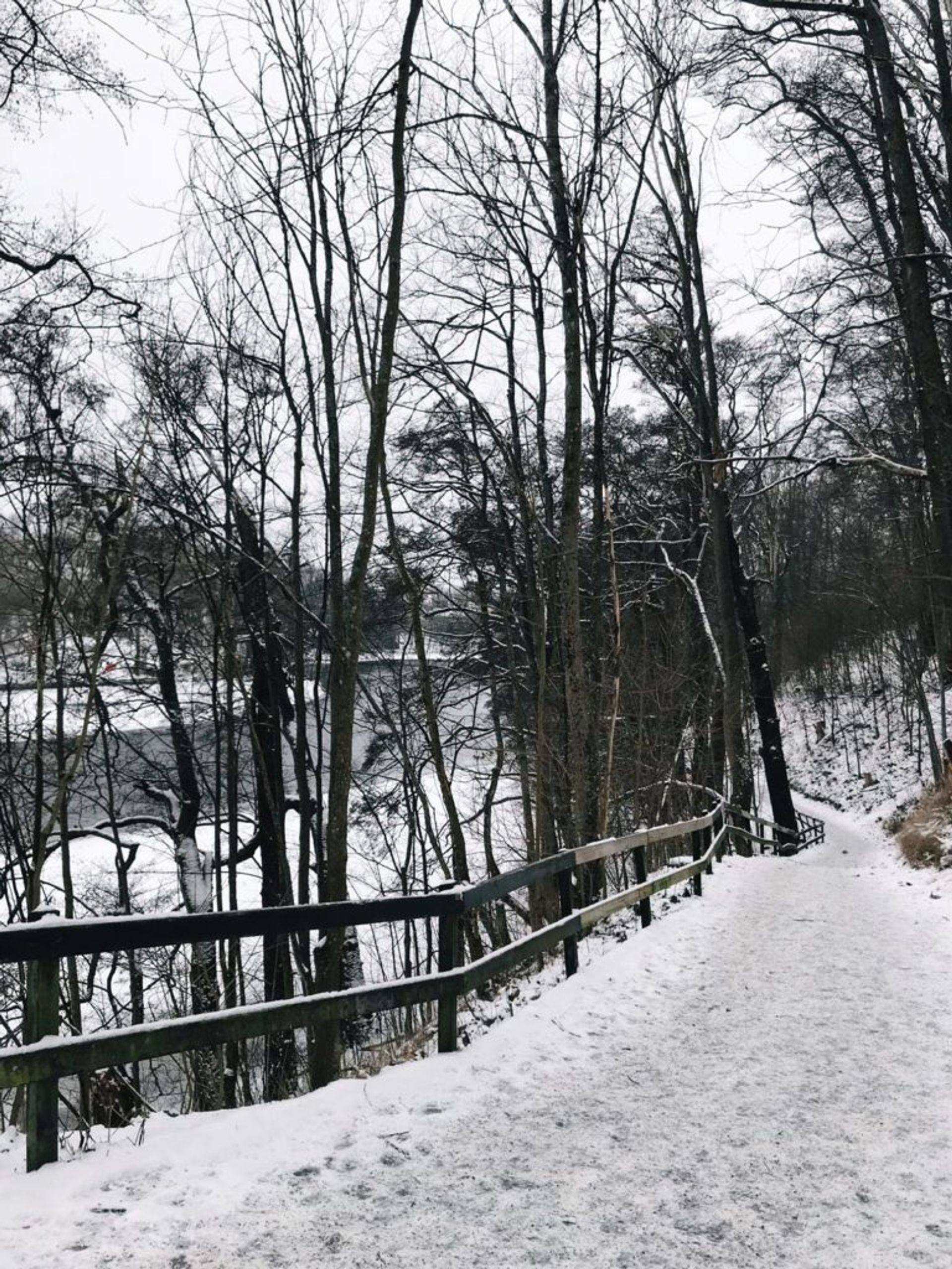 A snowy path through a forest.