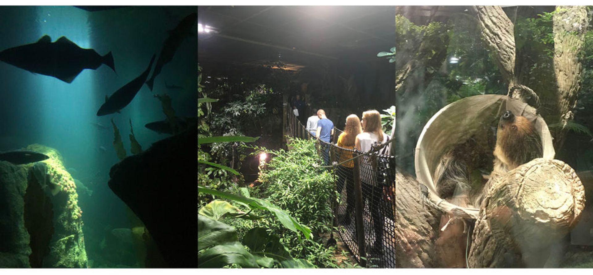 Fish in an aquarium, people walking across a bridge in Universeum's jungle section and a sloth wakes up