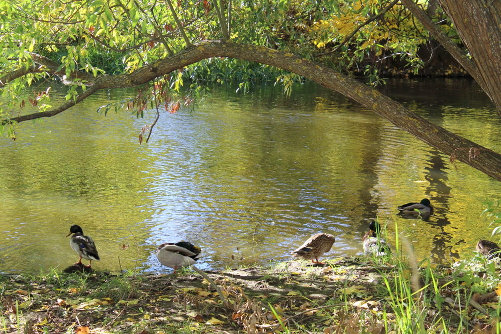 The shoreline at a river with a few ducks enjoying the sun.