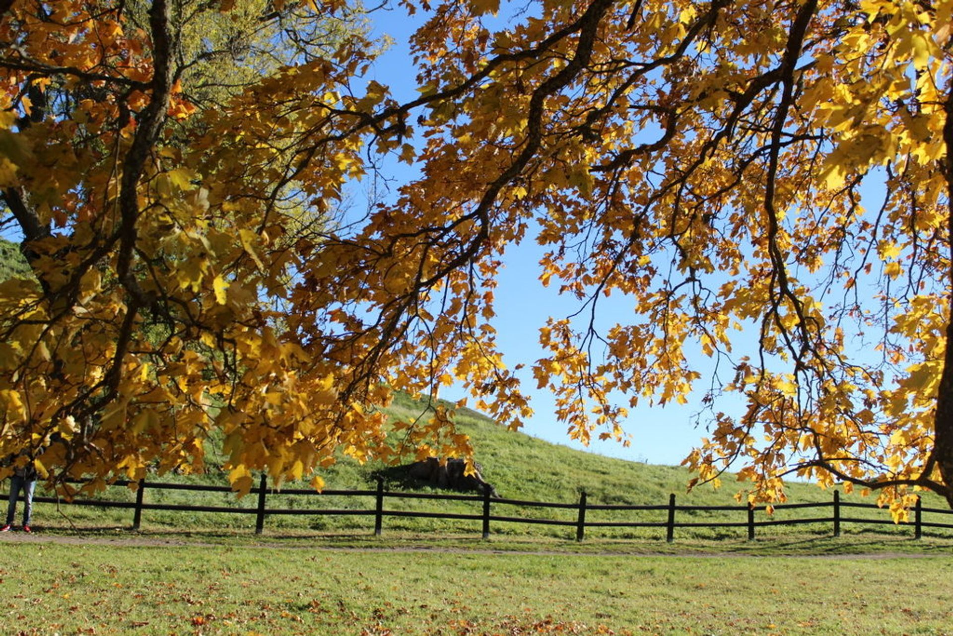 An autumn landscape. It is a tree with yellow leaves, a wooden railing and a hill in the background.