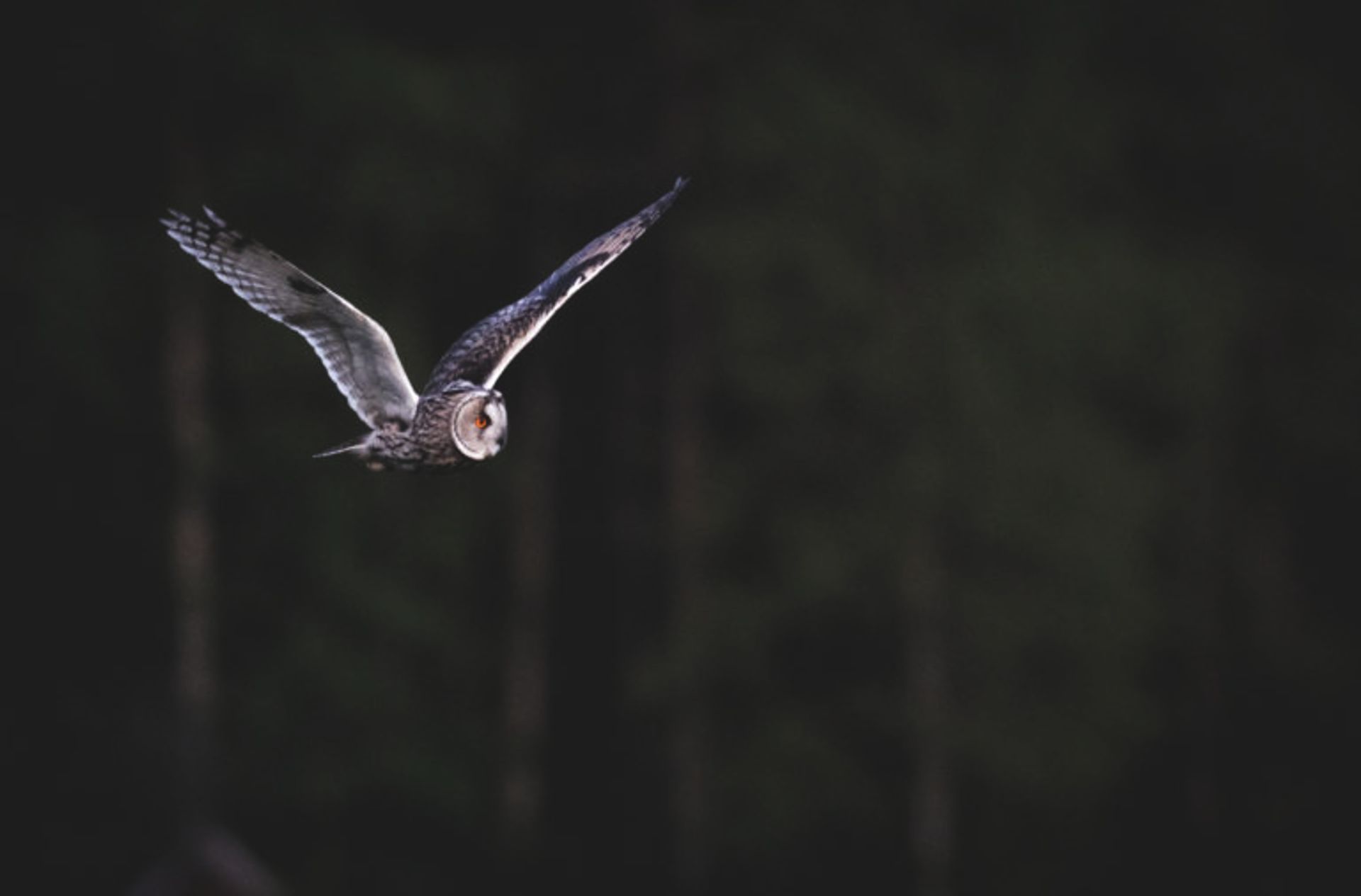 An owl flying. 