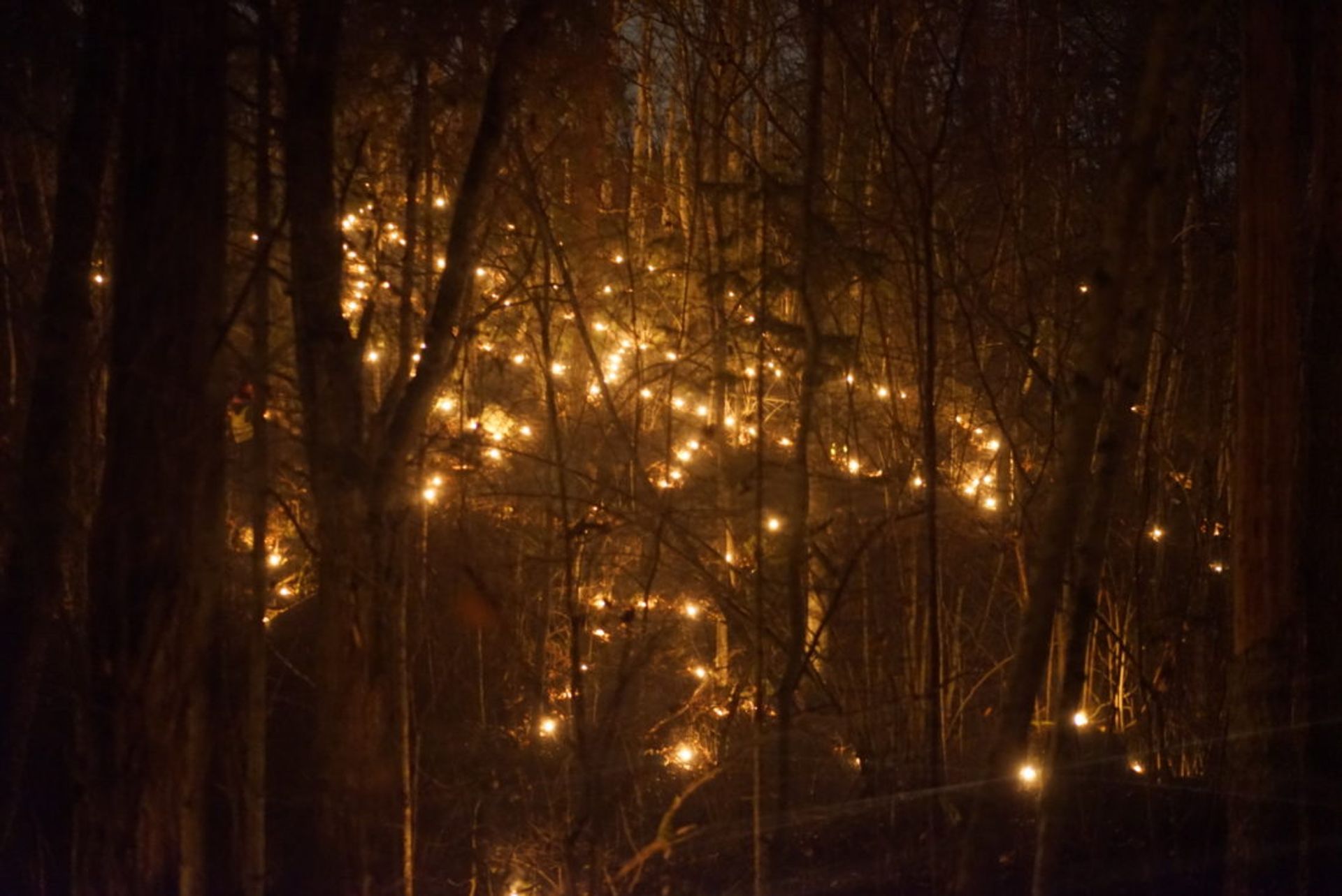 Lights in a forest.