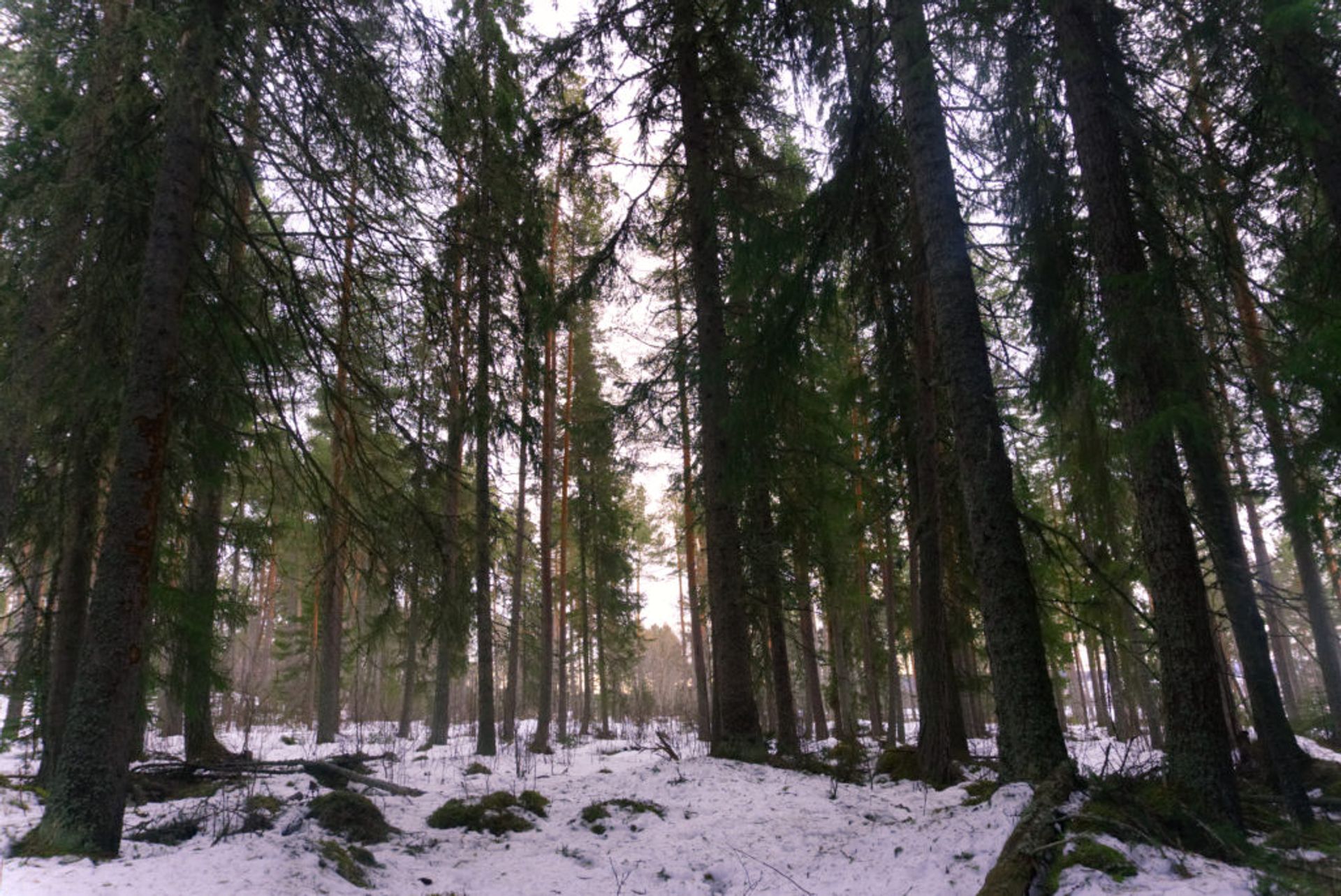 Forest during winter.